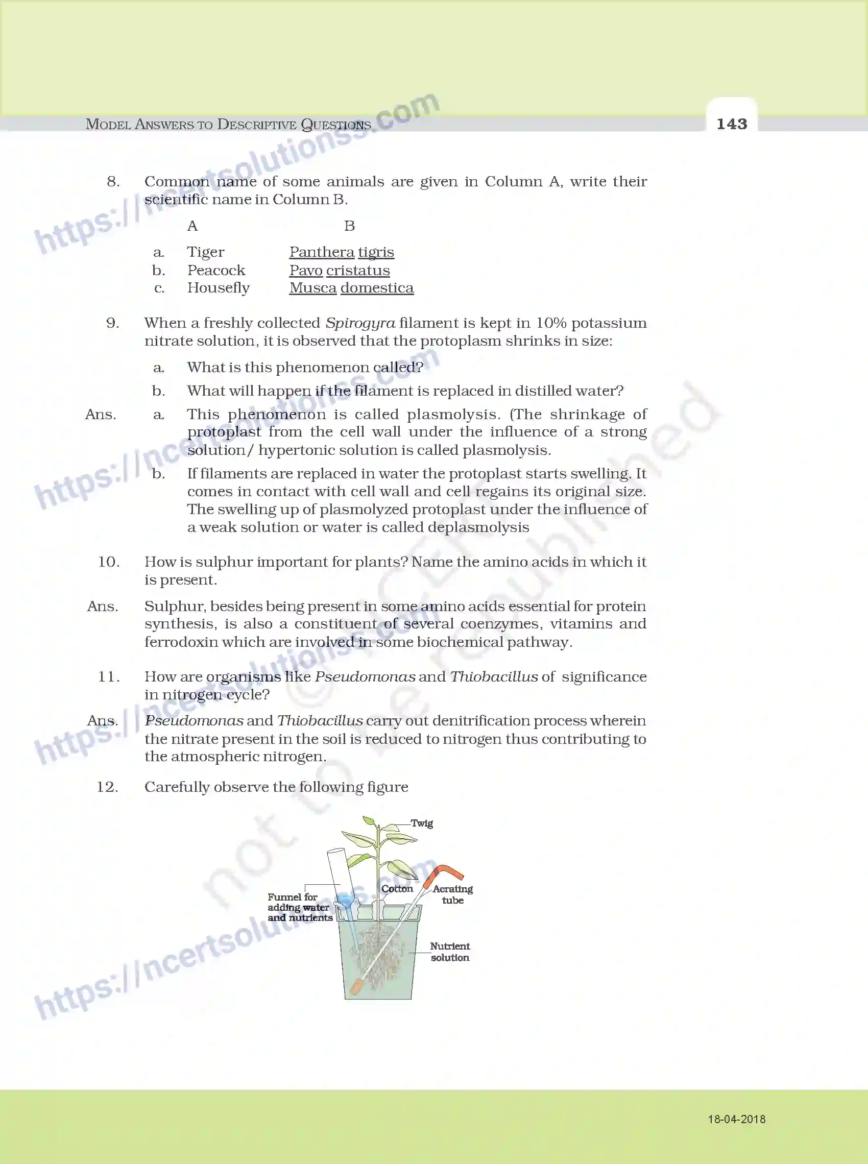 NCERT-Exemplar-Questions-Class-11-Biology--Model-Answers-to-Descriptive-Questions-111-page-11