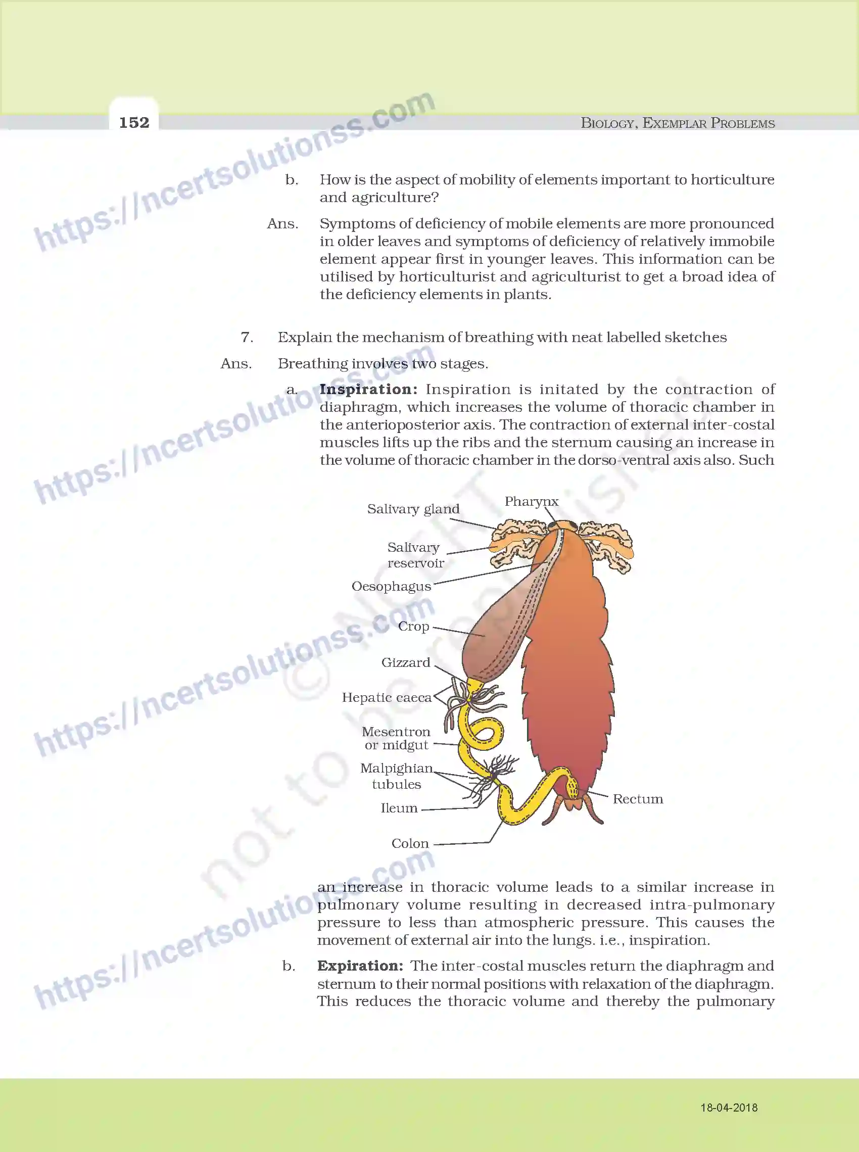NCERT-Exemplar-Questions-Class-11-Biology--Model-Answers-to-Descriptive-Questions-111-page-20
