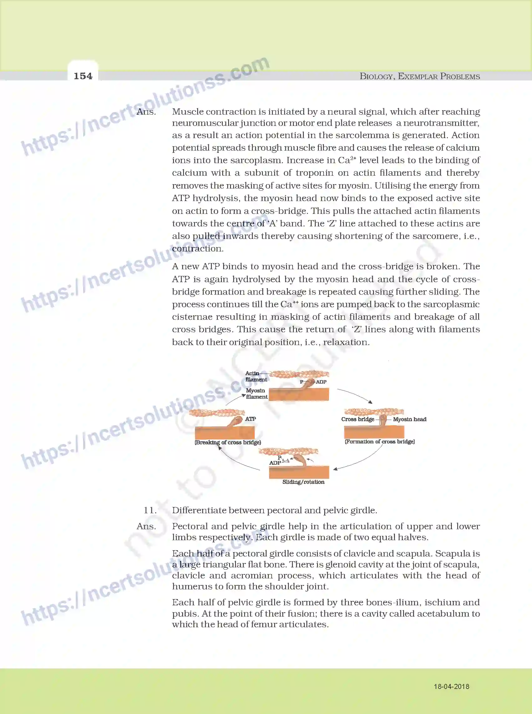 NCERT-Exemplar-Questions-Class-11-Biology--Model-Answers-to-Descriptive-Questions-111-page-22