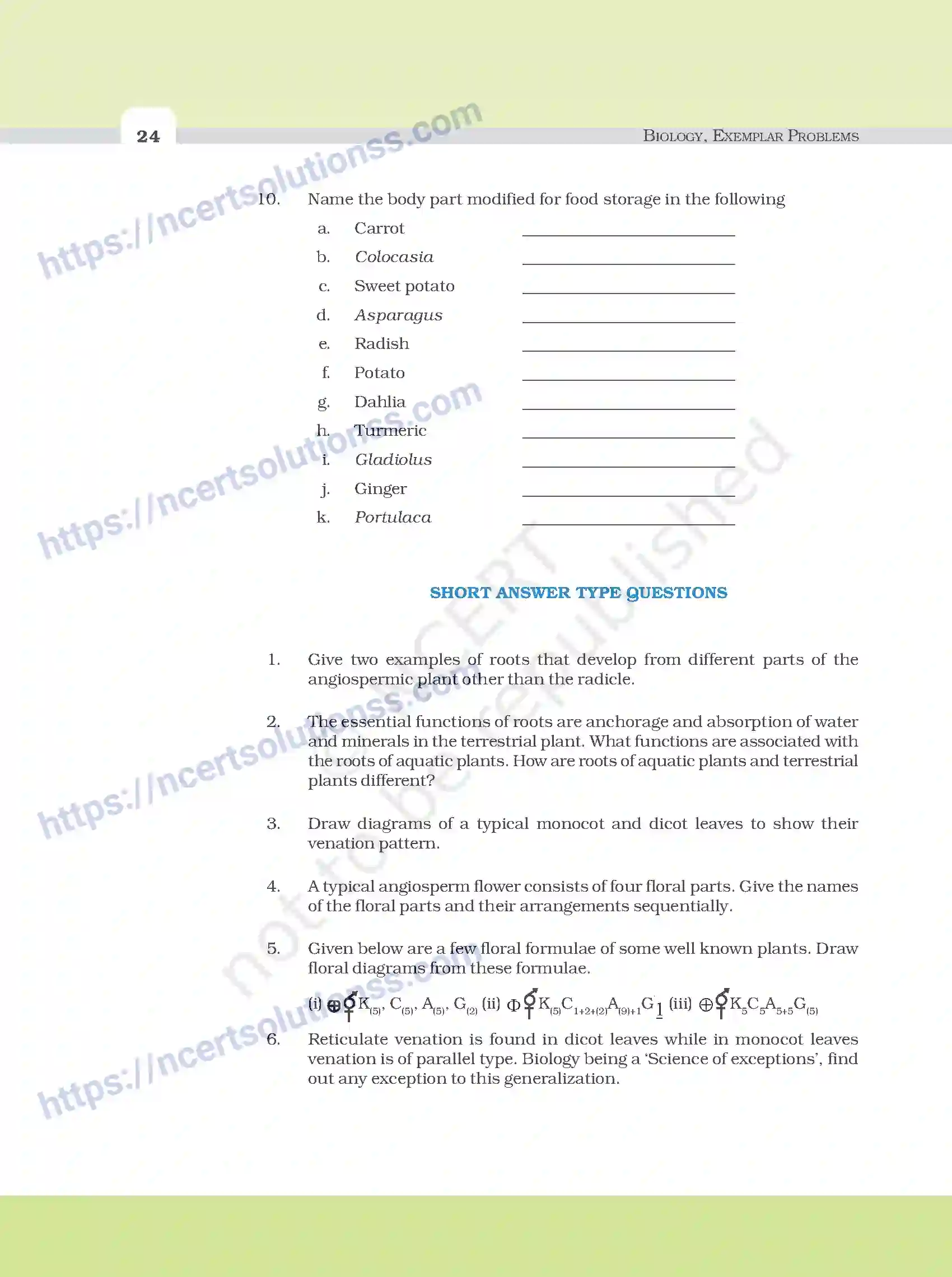 NCERT-Exemplar-Questions-Class-11-Biology--Morphology-Of-Flowering-Plants-92-page-4