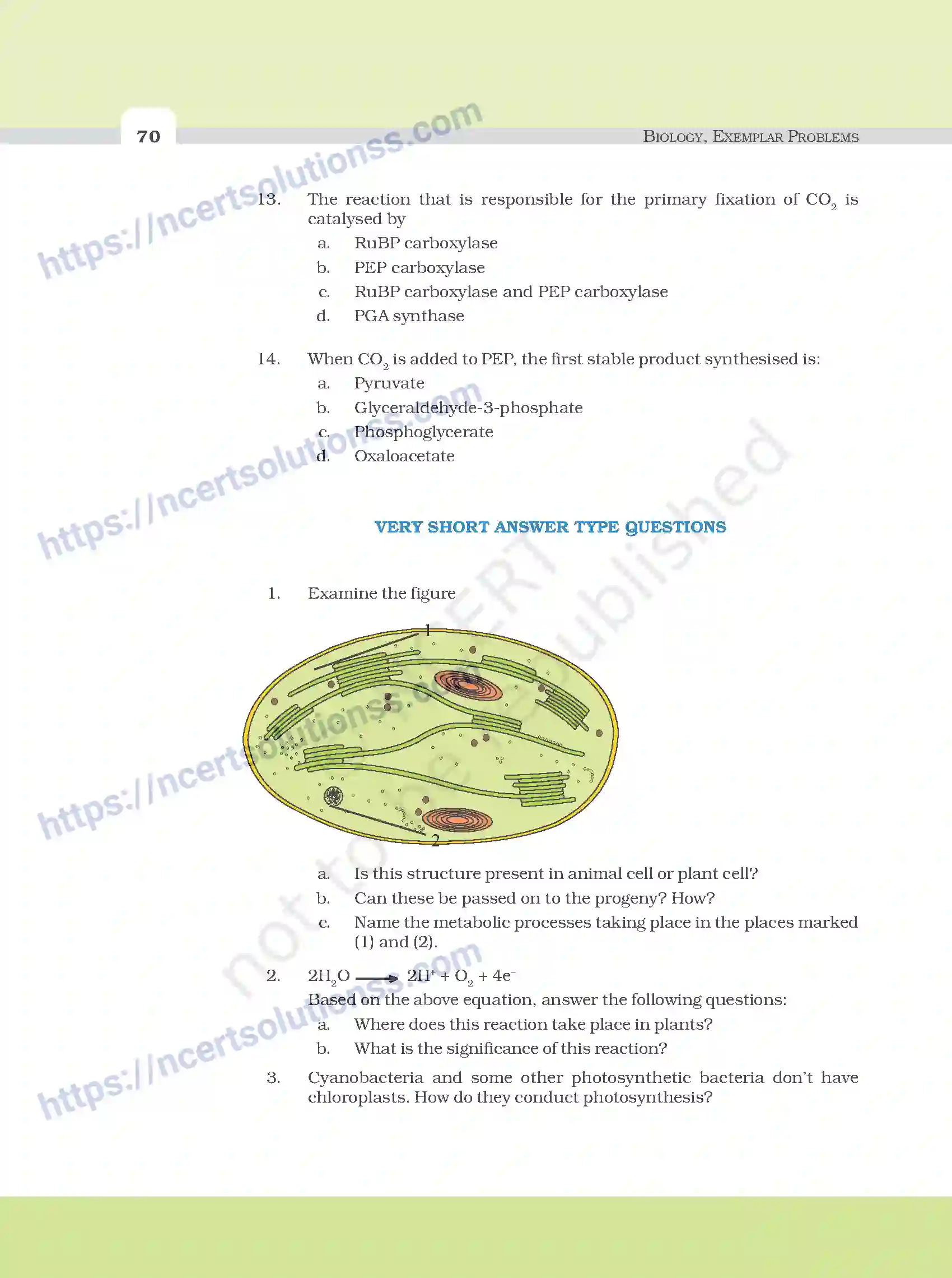 NCERT-Exemplar-Questions-Class-11-Biology--Photosynthesis-In-Higher-Plants-100-page-3