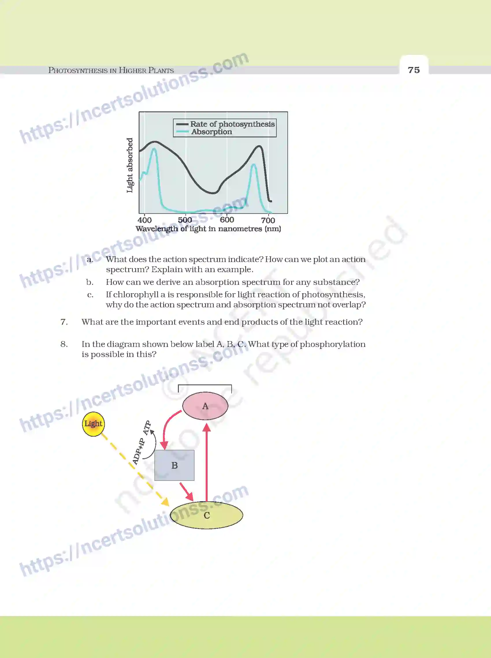 NCERT-Exemplar-Questions-Class-11-Biology--Photosynthesis-In-Higher-Plants-100-page-8