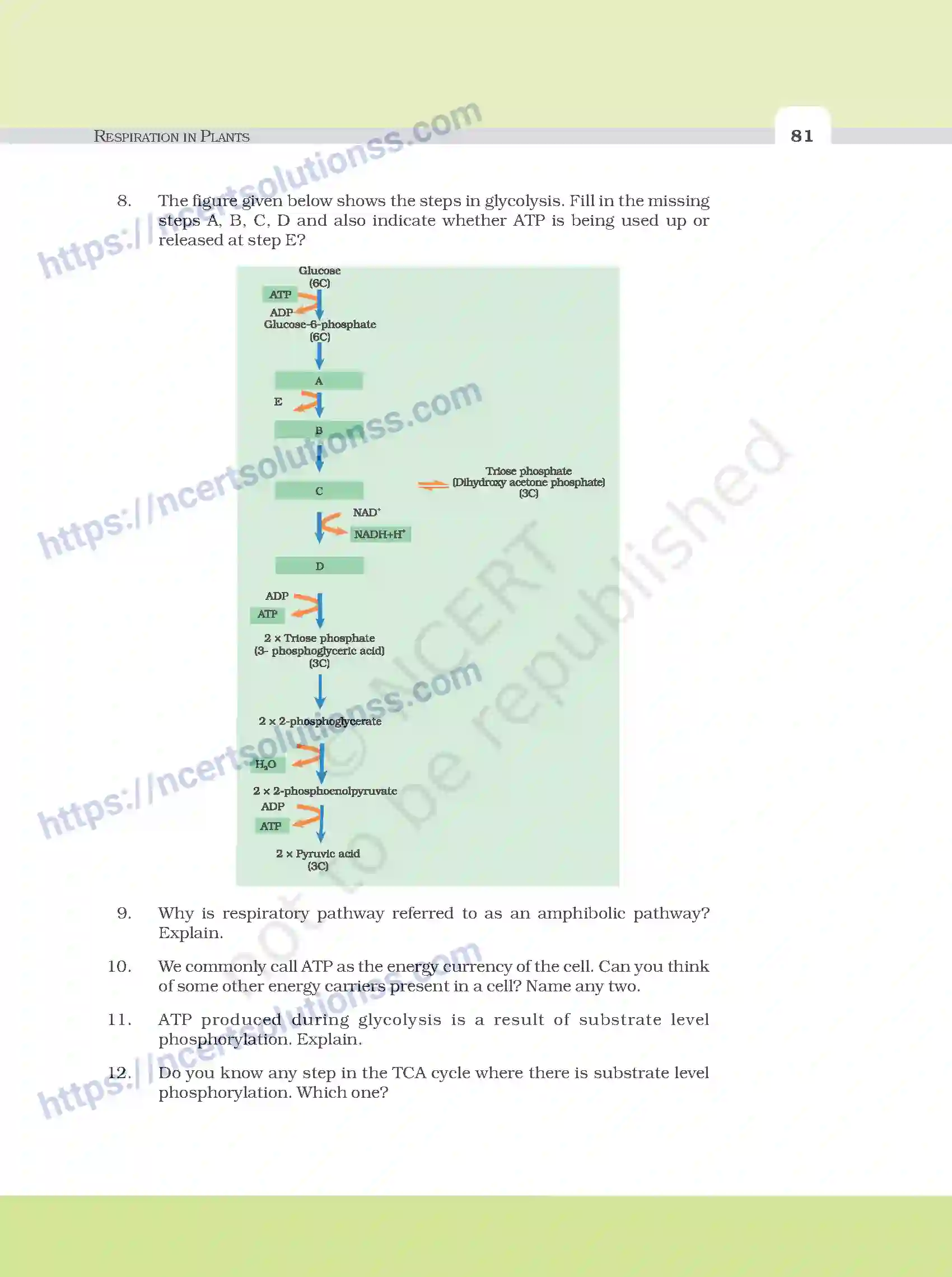 NCERT-Exemplar-Questions-Class-11-Biology--Respiration-In-Plants-101-page-5