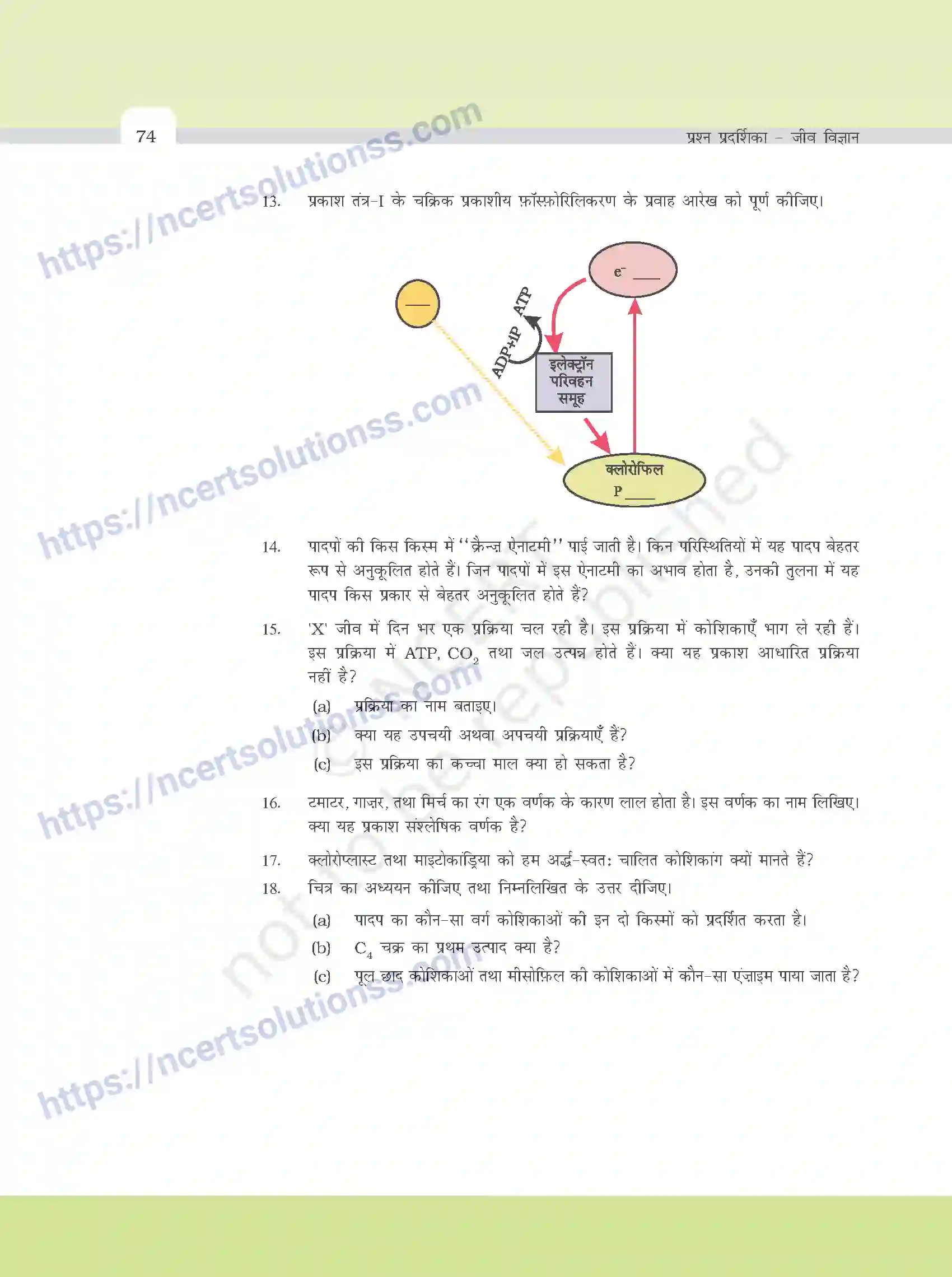 NCERT-Exemplar-Questions-Class-11-Biology--उच्च-पादपो-मे-प्रकाश---संश्लेषण-384-page-6
