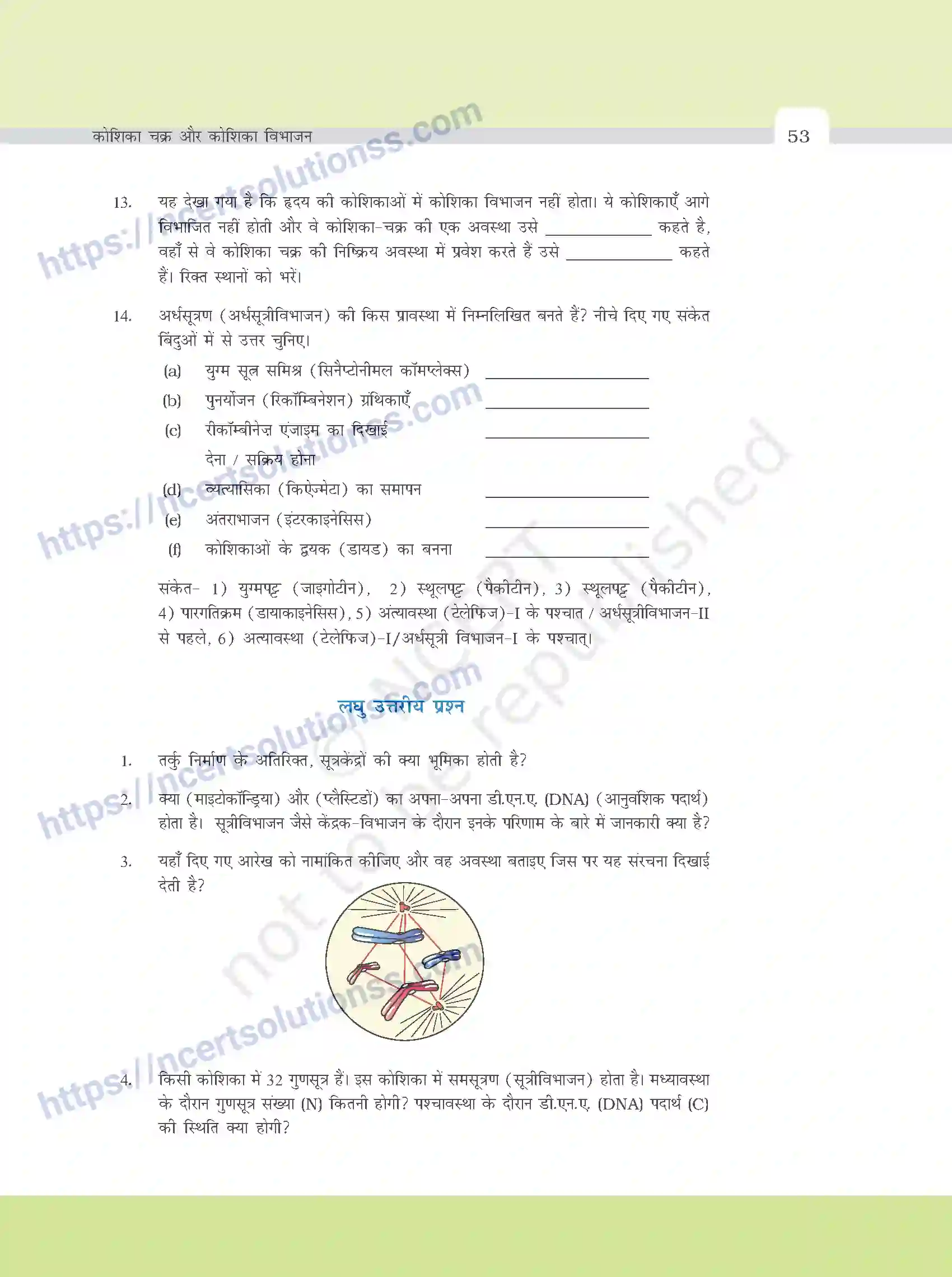NCERT-Exemplar-Questions-Class-11-Biology--कोशिका-चक्र-ओर-कोशिका-विभाजन-381-page-4