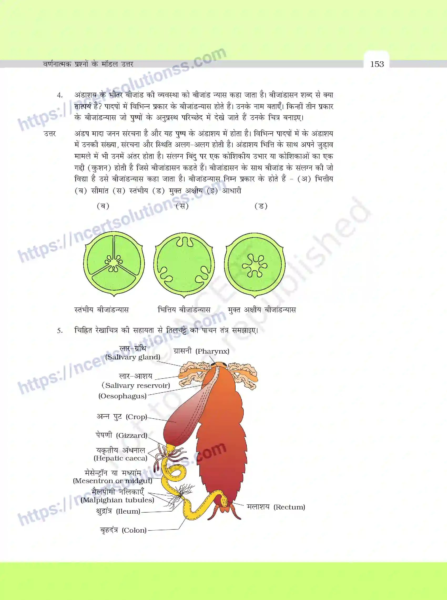 NCERT-Exemplar-Questions-Class-11-Biology--वर्णनात्मक-प्रश्नो-के-मॉडल-उत्तर-395-page-19