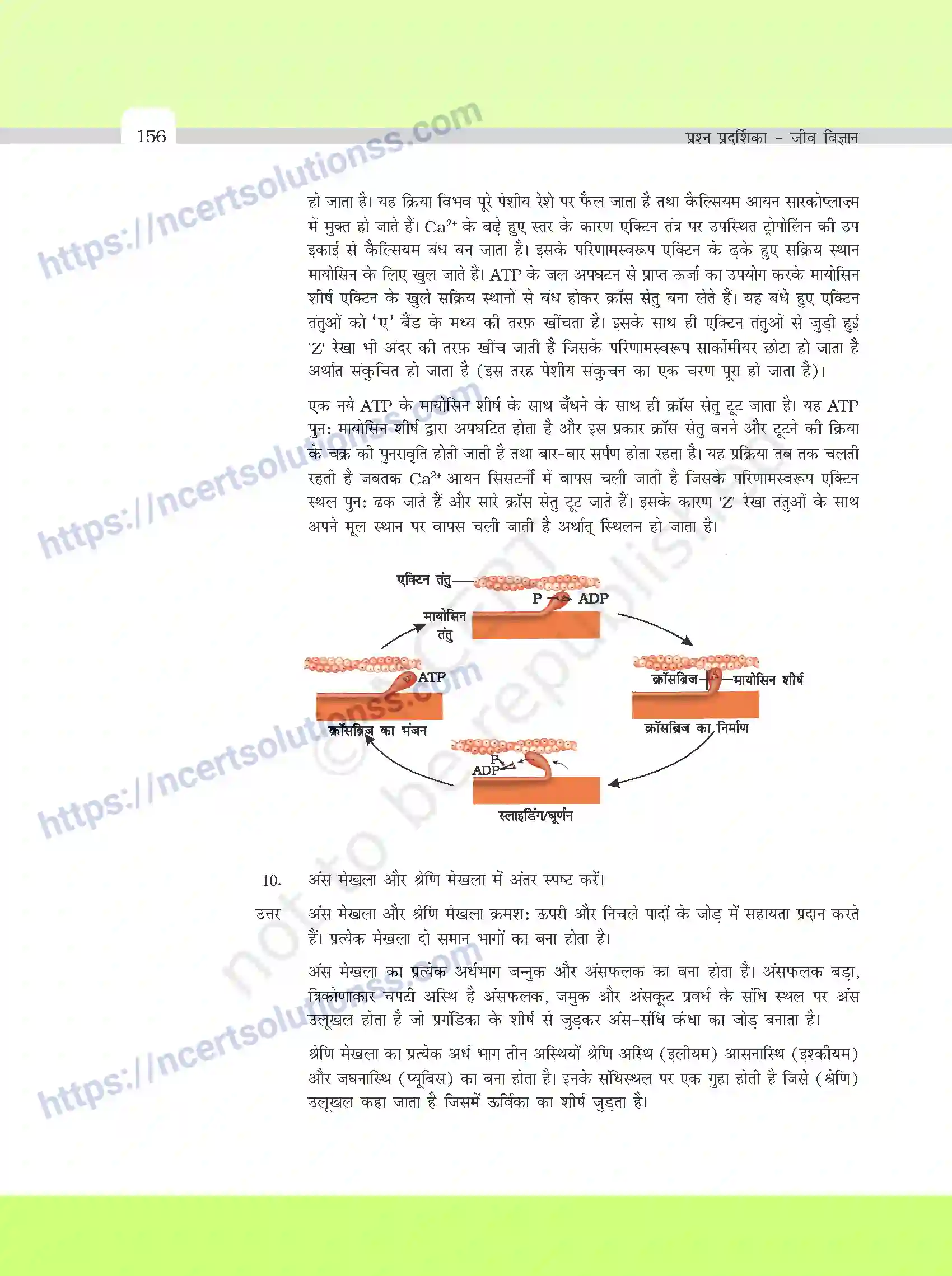 NCERT-Exemplar-Questions-Class-11-Biology--वर्णनात्मक-प्रश्नो-के-मॉडल-उत्तर-395-page-22