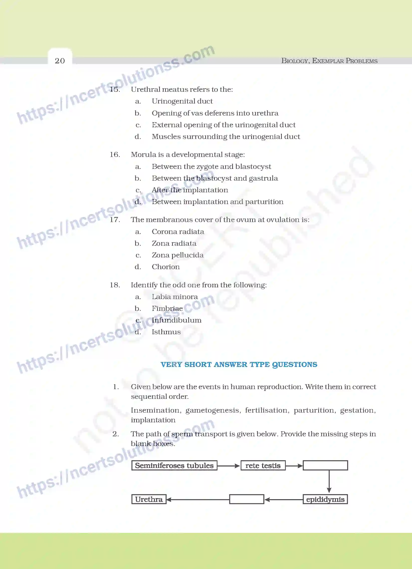 NCERT-Exemplar-Questions-Class-12-Biology--Human-Reproduction-19-page-4