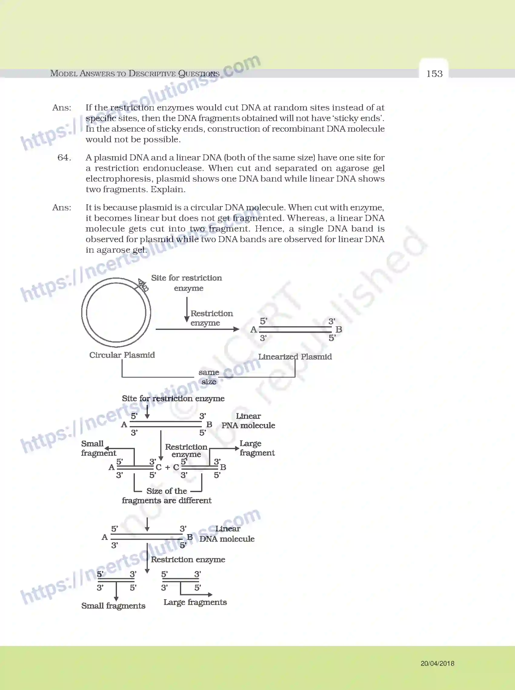 NCERT-Exemplar-Questions-Class-12-Biology--Model-Answers-to-Descriptive-Questions-33-page-29
