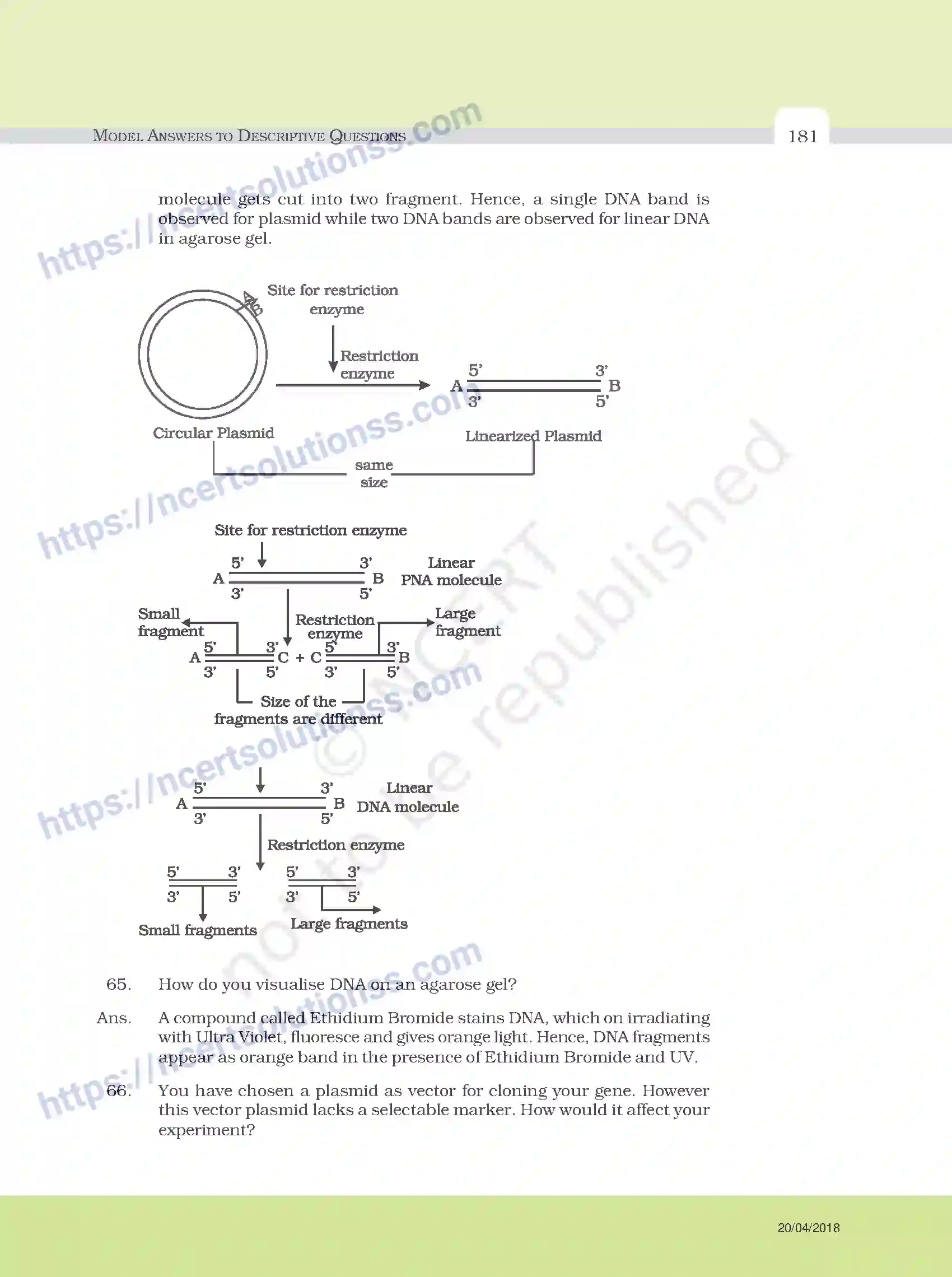 NCERT-Exemplar-Questions-Class-12-Biology--Model-Answers-to-Descriptive-Questions-33-page-57