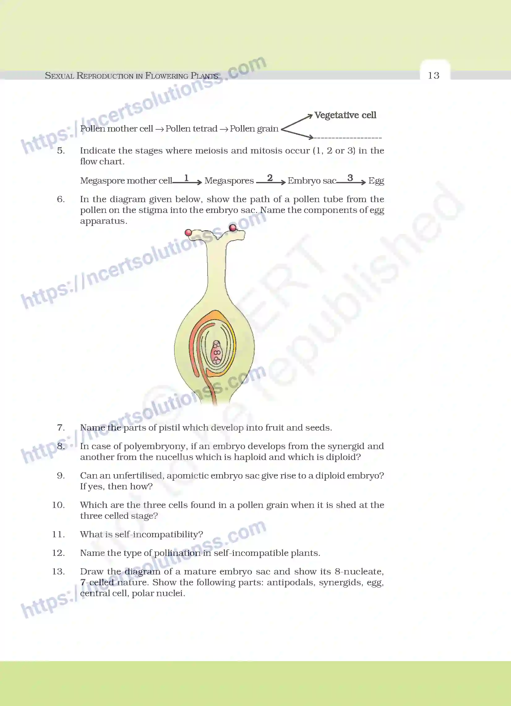 NCERT-Exemplar-Questions-Class-12-Biology--Sexual-Reproduction-In-Flowering-Plants-18-page-5