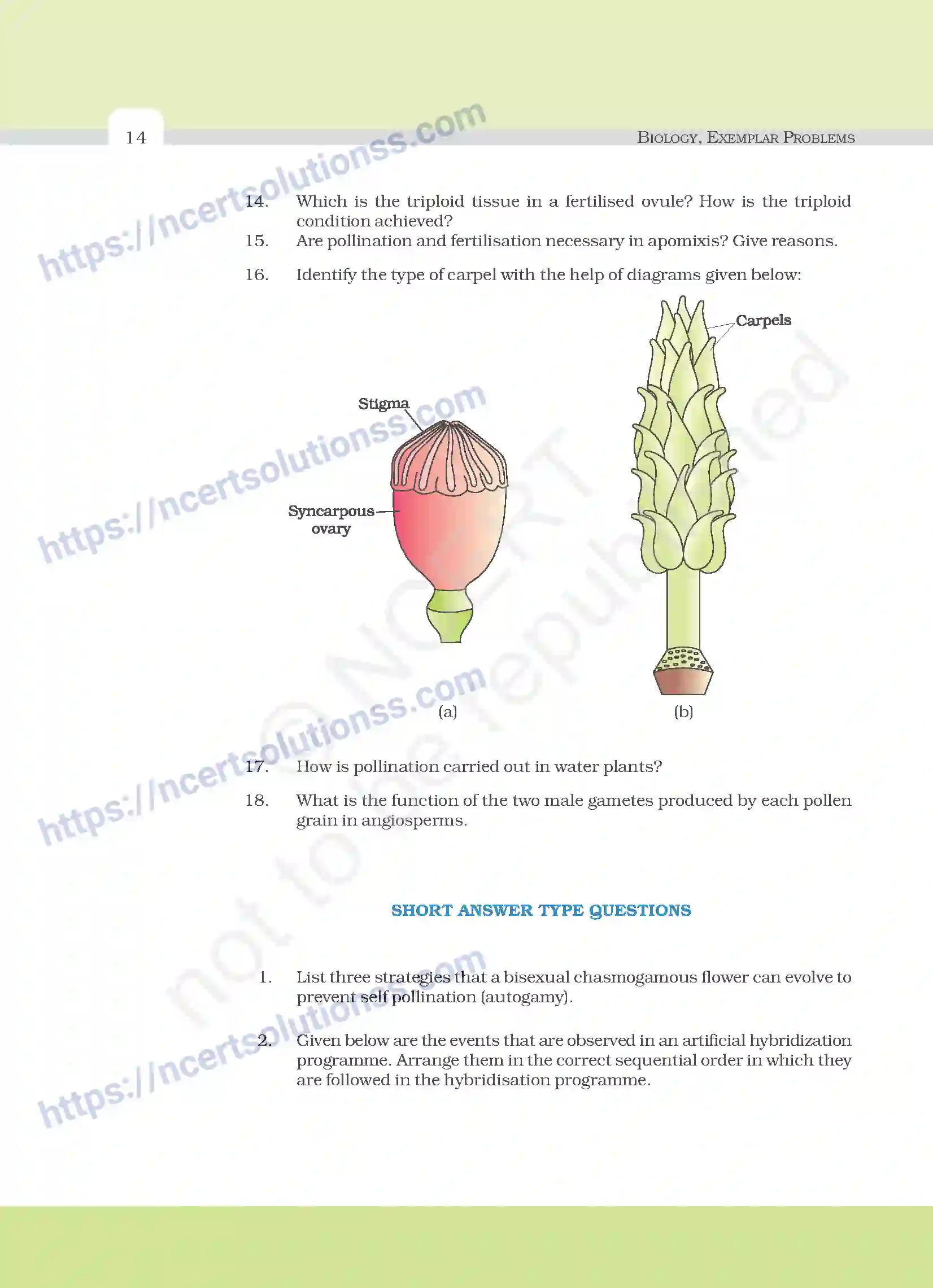 NCERT-Exemplar-Questions-Class-12-Biology--Sexual-Reproduction-In-Flowering-Plants-18-page-6