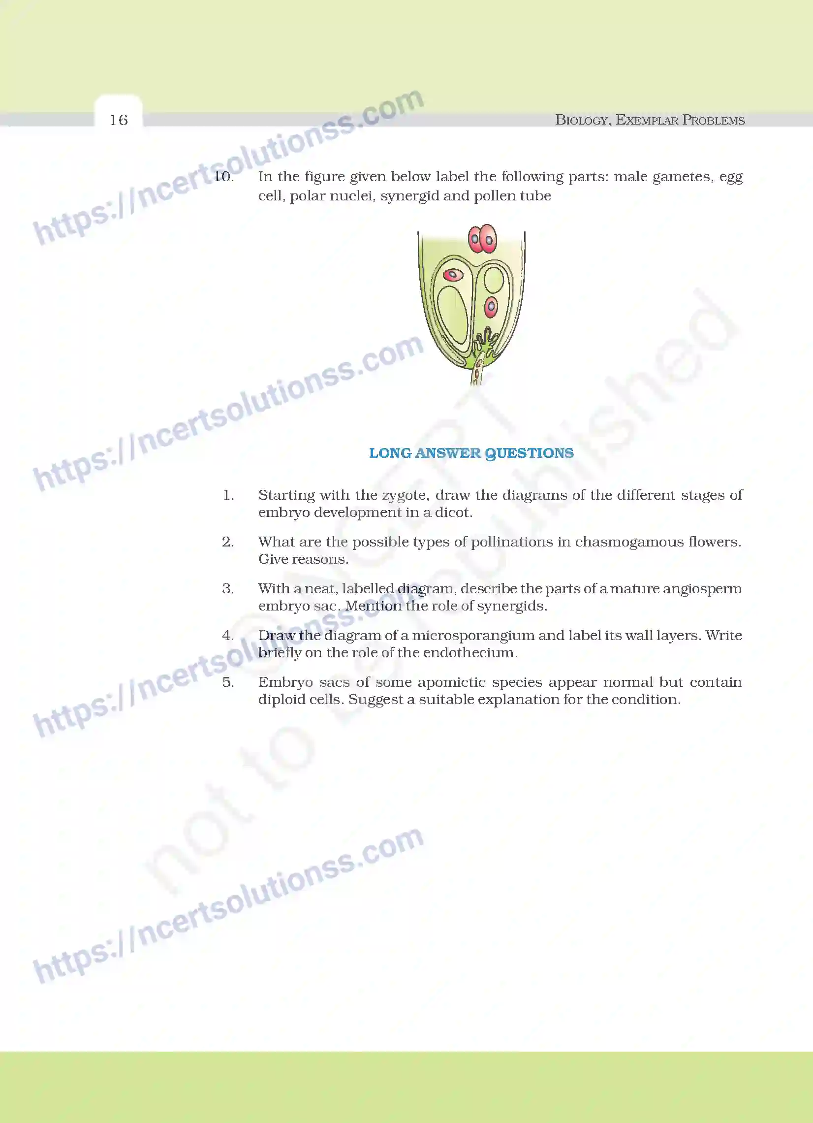 NCERT-Exemplar-Questions-Class-12-Biology--Sexual-Reproduction-In-Flowering-Plants-18-page-8
