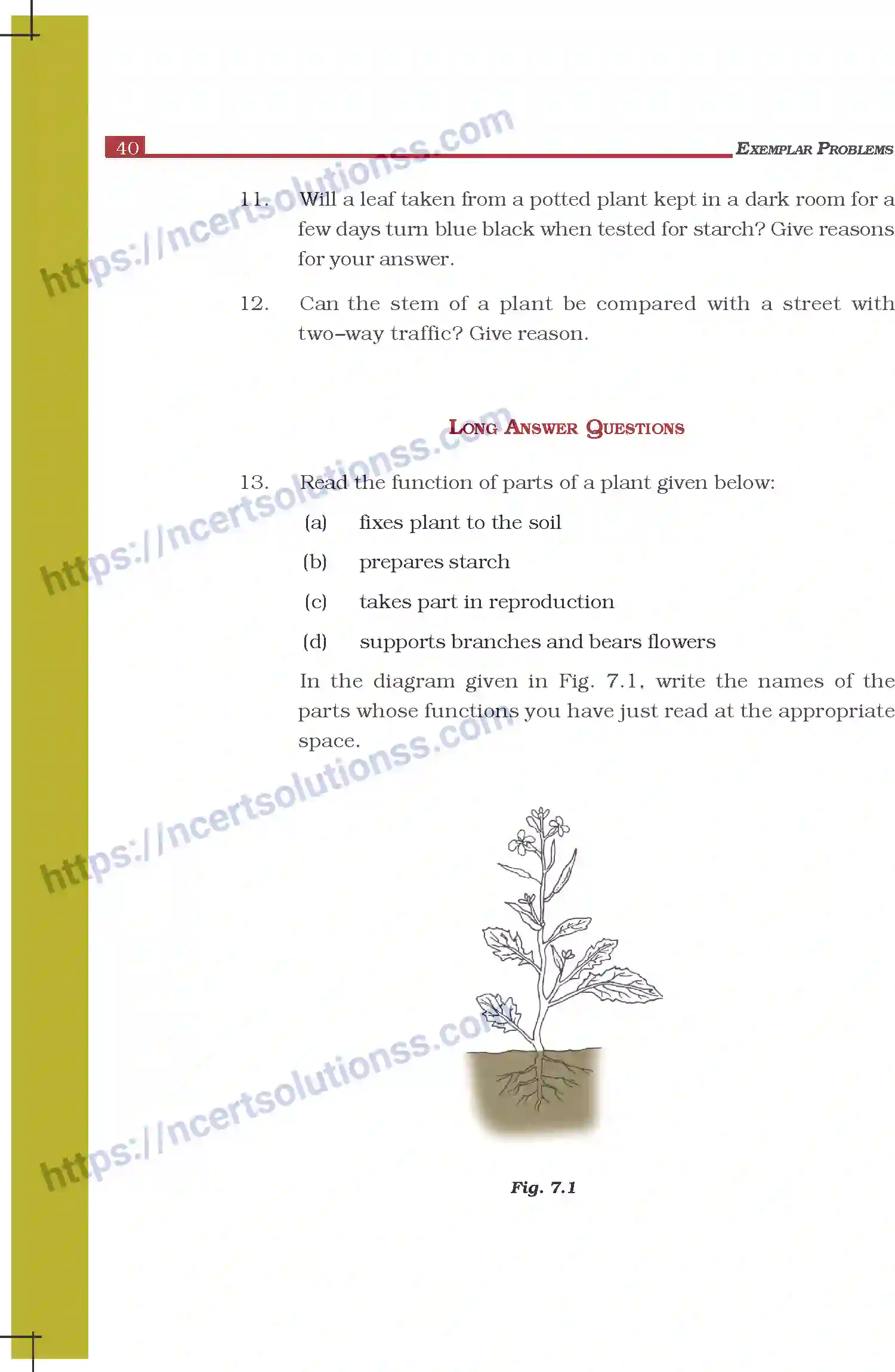 NCERT-Exemplar-Questions-Class-6-Science--Getting-to-Know-Plants-297-page-4