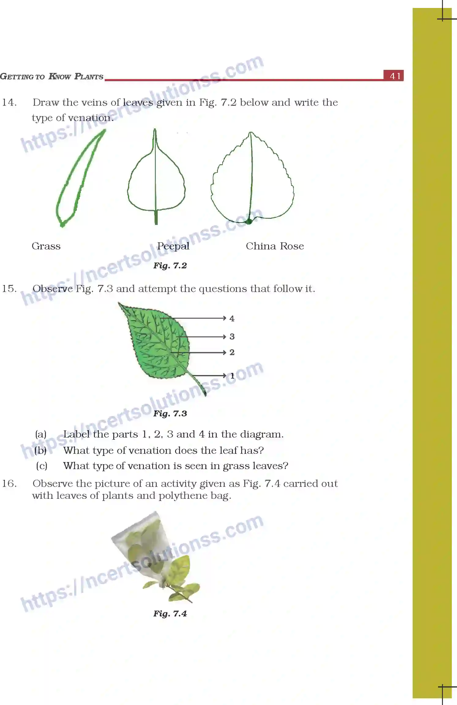 NCERT-Exemplar-Questions-Class-6-Science--Getting-to-Know-Plants-297-page-5