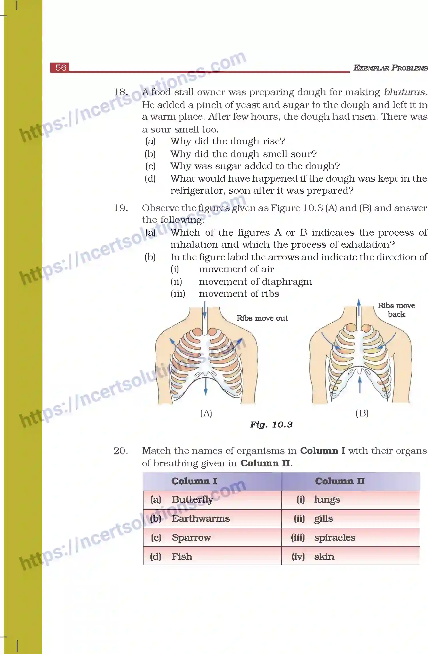 NCERT-Exemplar-Questions-Class-7-Science--Respiration-in-Organisms-271-page-5