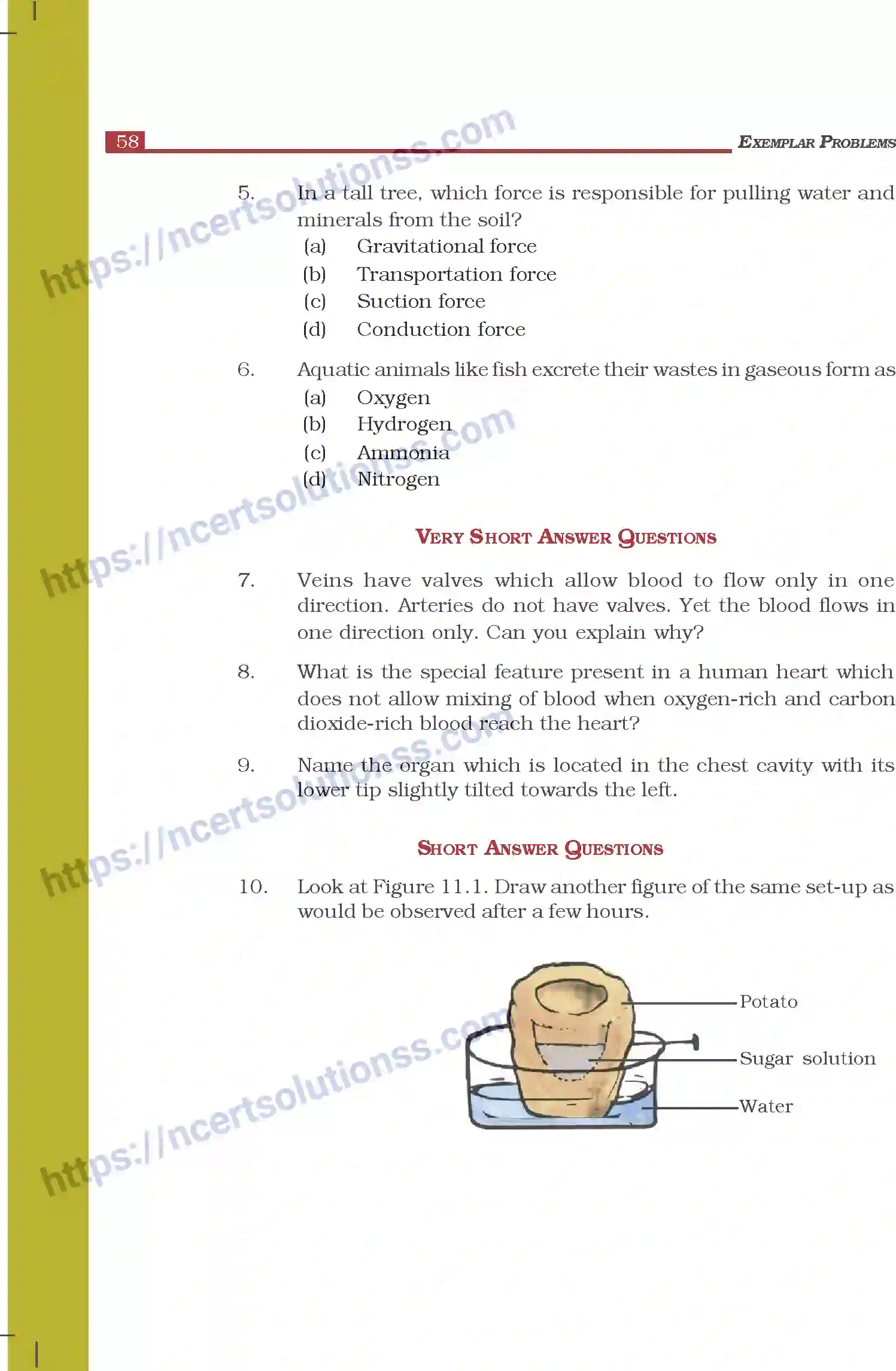 NCERT-Exemplar-Questions-Class-7-Science--Transportation-in-Animals-and-Plants-272-page-2