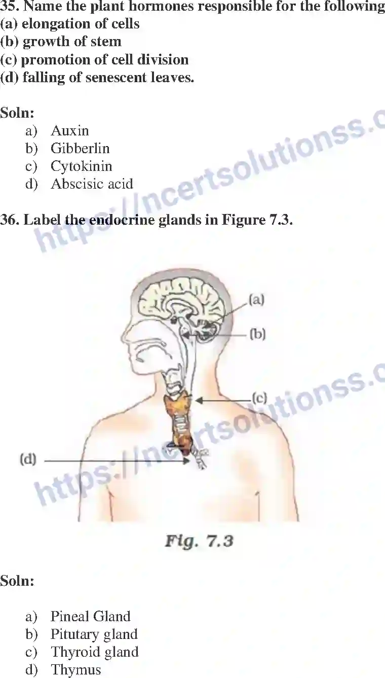 NCERT-Exemplar-Solution-Class-10-Science-Control-and-Coordination-146-page-13