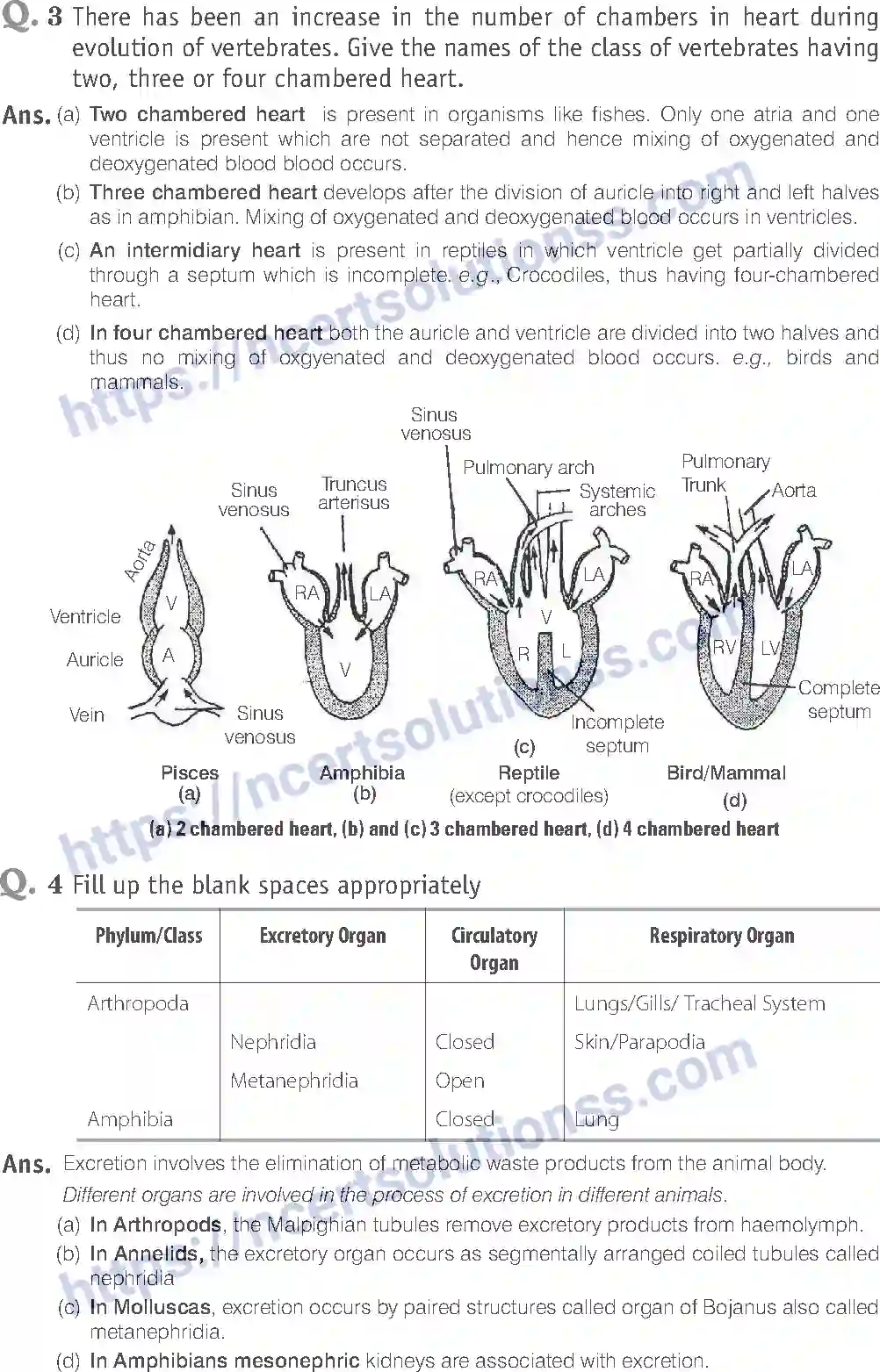 NCERT-Exemplar-Solution-Class-11-Biology-Animal-Kingdom-80-page-10