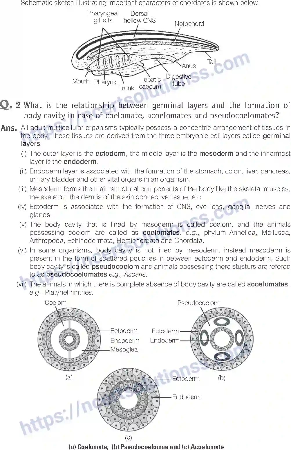 NCERT-Exemplar-Solution-Class-11-Biology-Animal-Kingdom-80-page-17