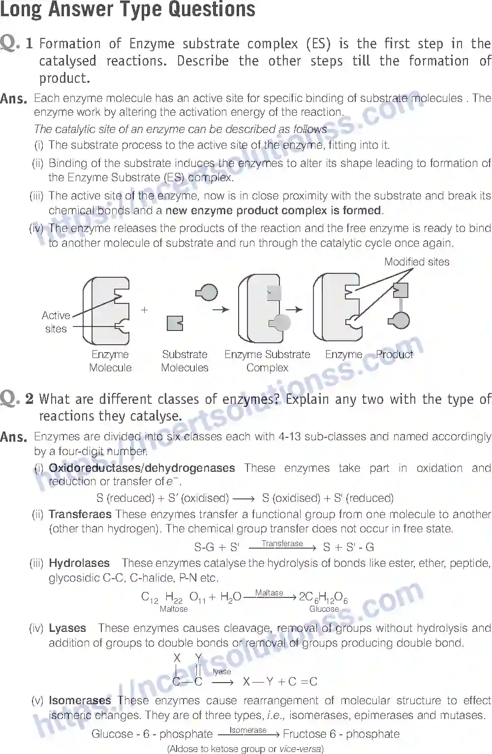 NCERT-Exemplar-Solution-Class-11-Biology-Biomolecules-85-page-12