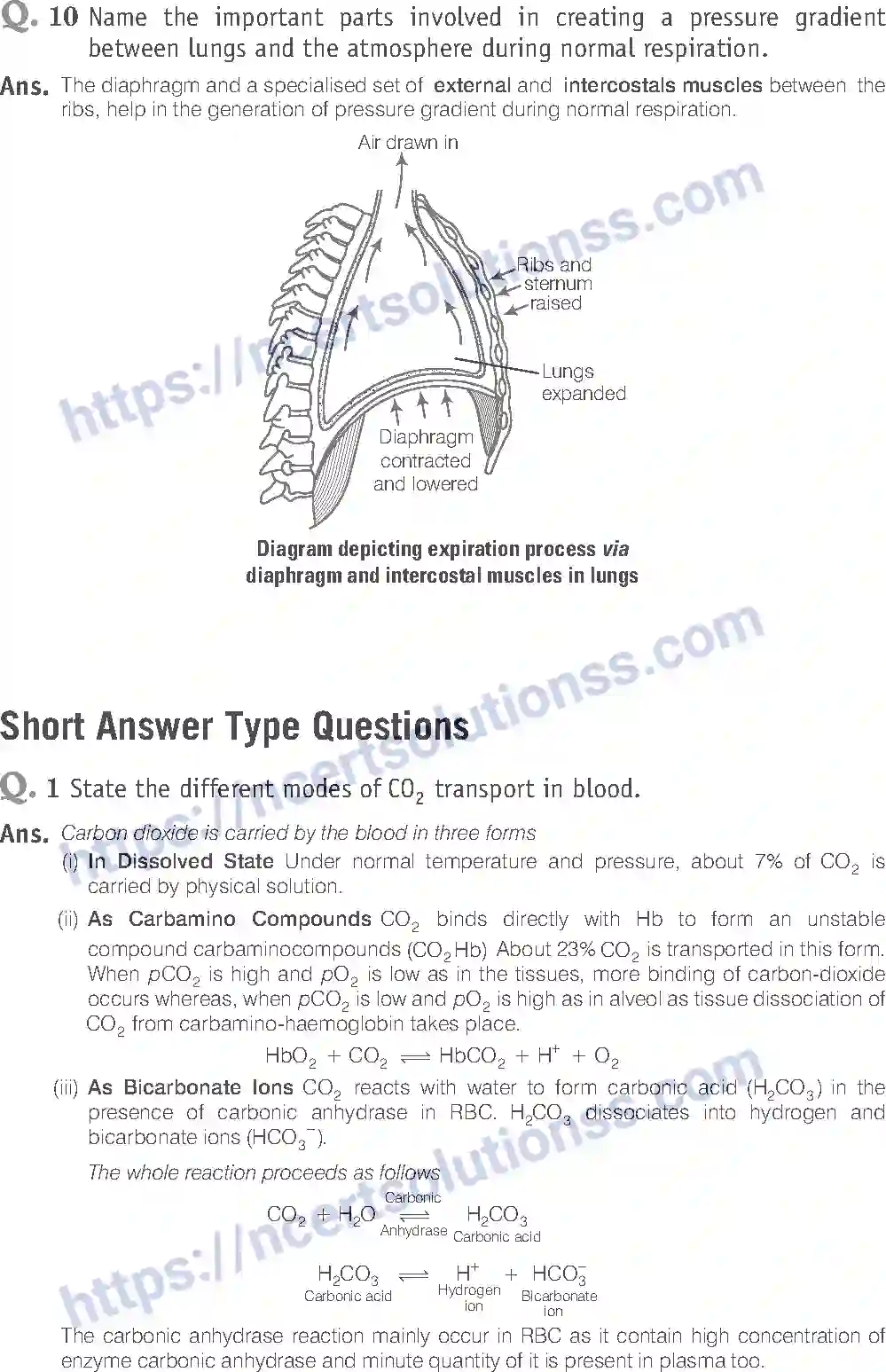 NCERT-Exemplar-Solution-Class-11-Biology-Breathing-And-Exchange-of-Gases-93-page-11