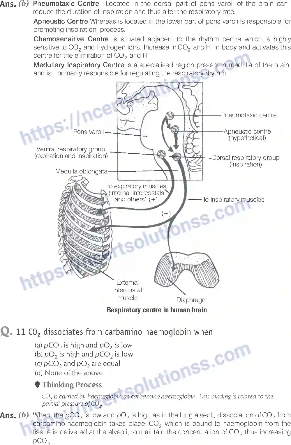 NCERT-Exemplar-Solution-Class-11-Biology-Breathing-And-Exchange-of-Gases-93-page-5