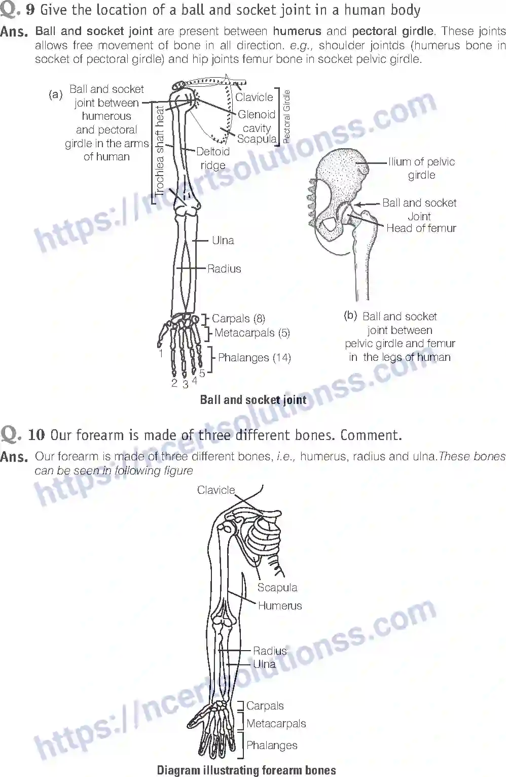 NCERT-Exemplar-Solution-Class-11-Biology-Locomotion-And-Movement-96-page-10