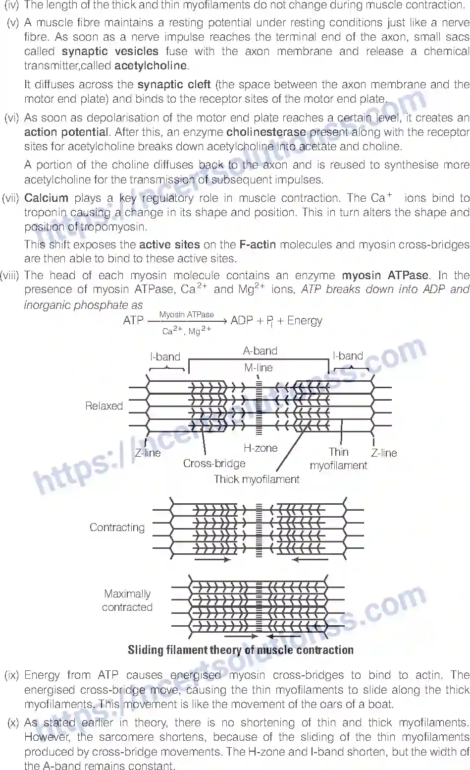 NCERT-Exemplar-Solution-Class-11-Biology-Locomotion-And-Movement-96-page-15