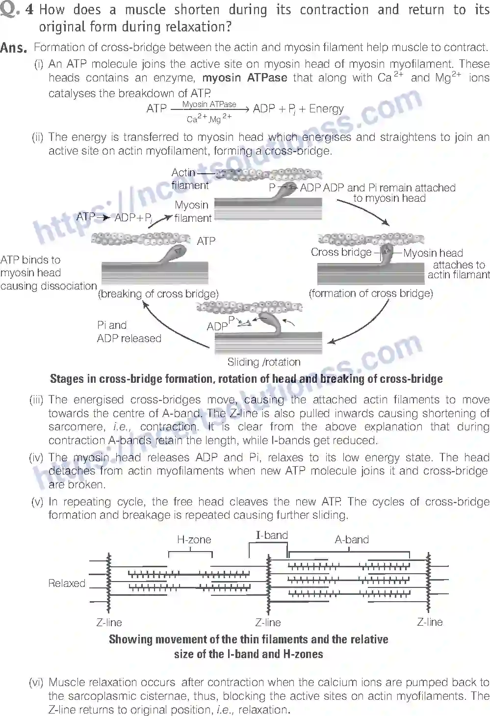 NCERT-Exemplar-Solution-Class-11-Biology-Locomotion-And-Movement-96-page-16