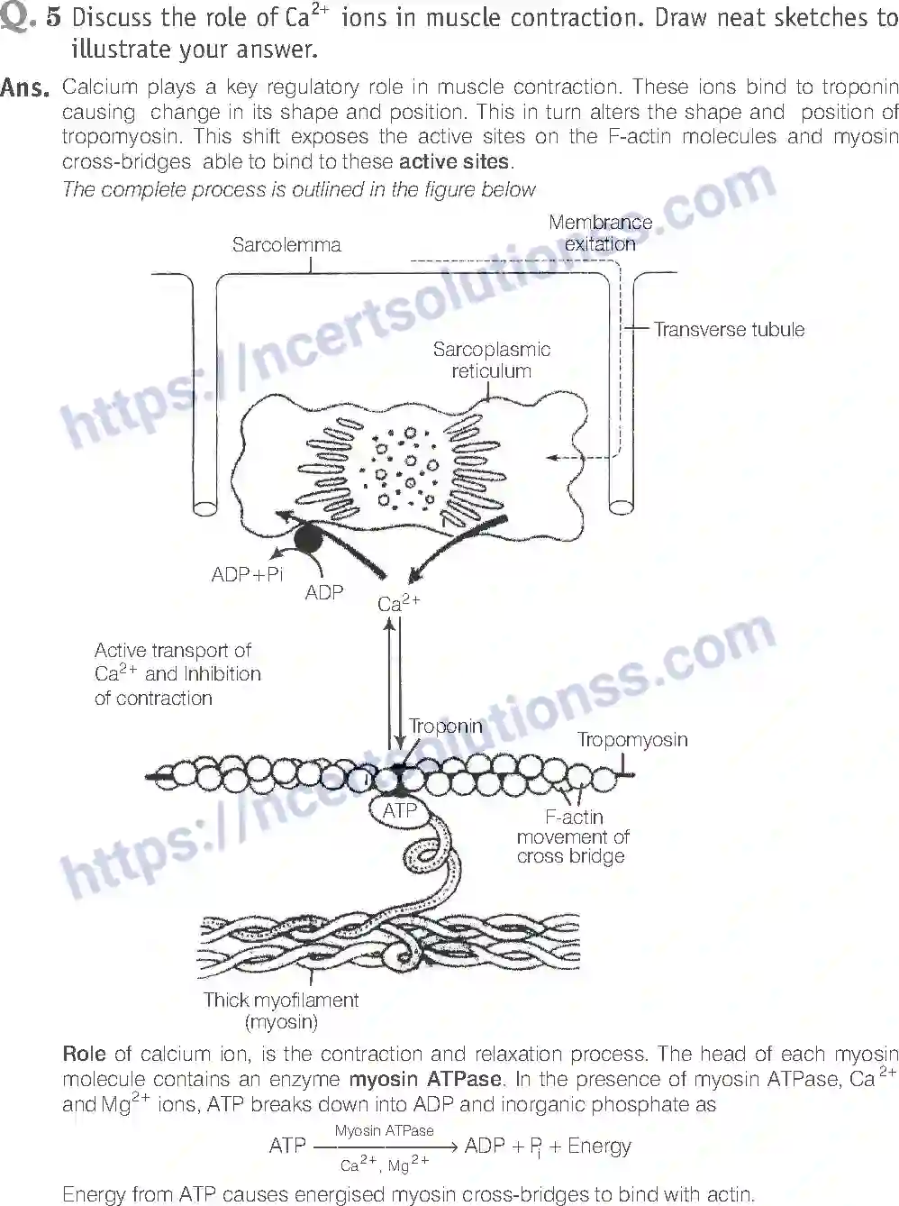 NCERT-Exemplar-Solution-Class-11-Biology-Locomotion-And-Movement-96-page-17