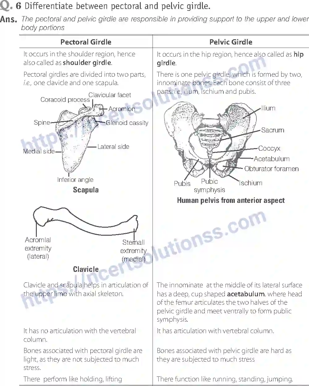 NCERT-Exemplar-Solution-Class-11-Biology-Locomotion-And-Movement-96-page-18