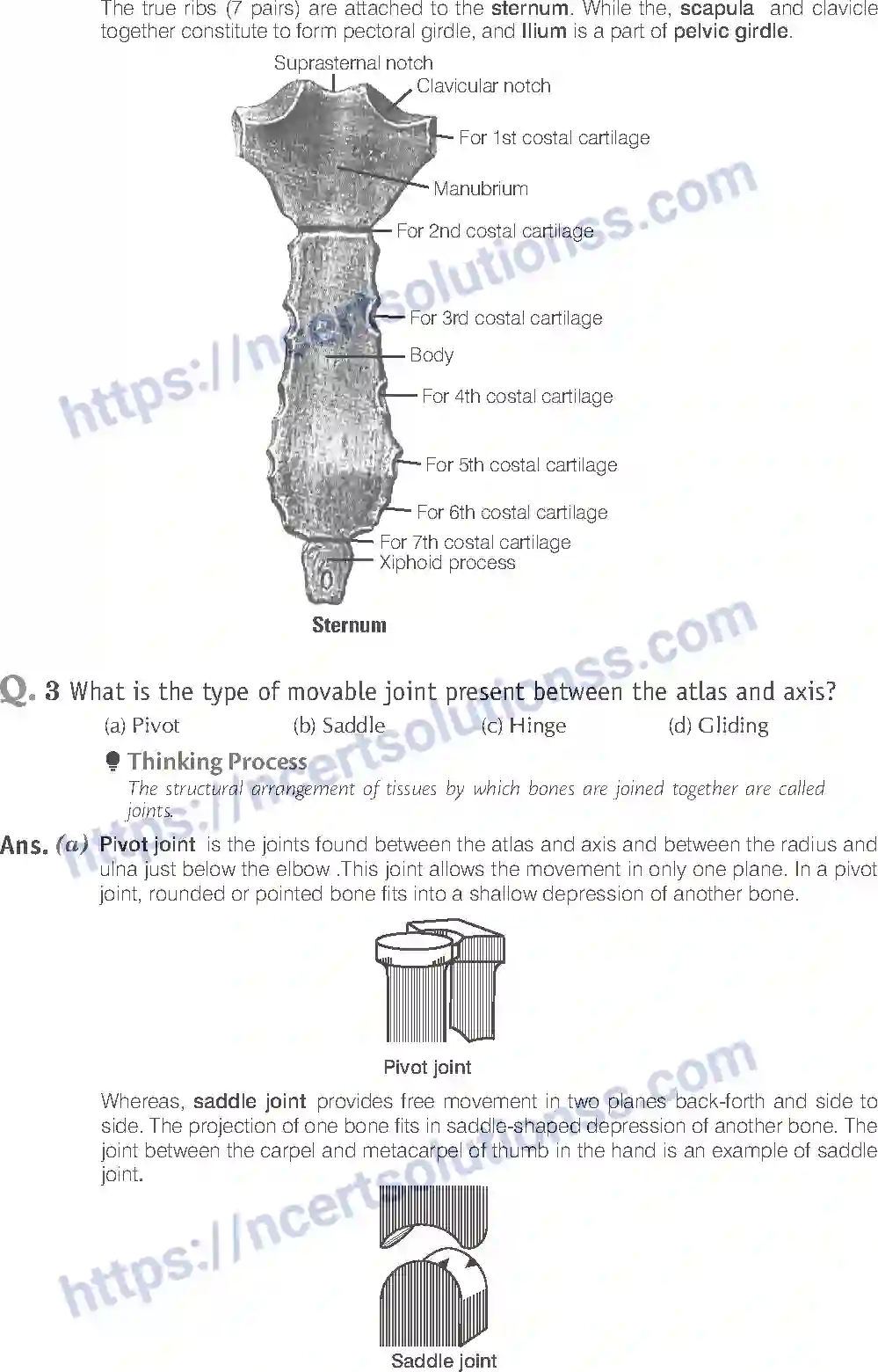 NCERT-Exemplar-Solution-Class-11-Biology-Locomotion-And-Movement-96-page-2