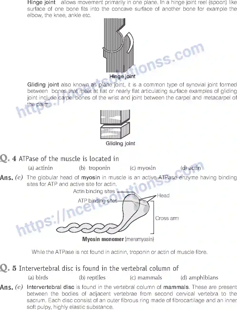 NCERT-Exemplar-Solution-Class-11-Biology-Locomotion-And-Movement-96-page-3