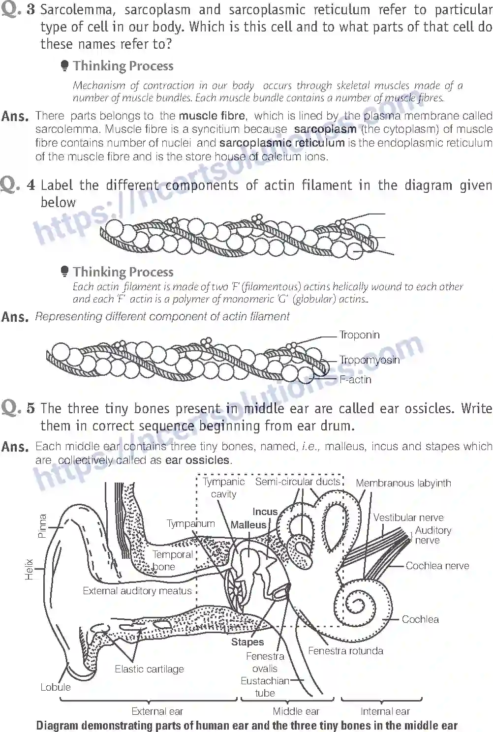 NCERT-Exemplar-Solution-Class-11-Biology-Locomotion-And-Movement-96-page-8