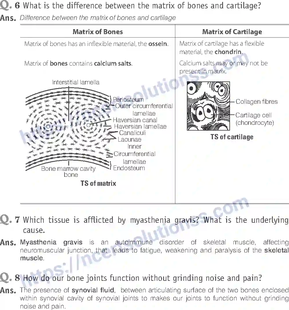 NCERT-Exemplar-Solution-Class-11-Biology-Locomotion-And-Movement-96-page-9