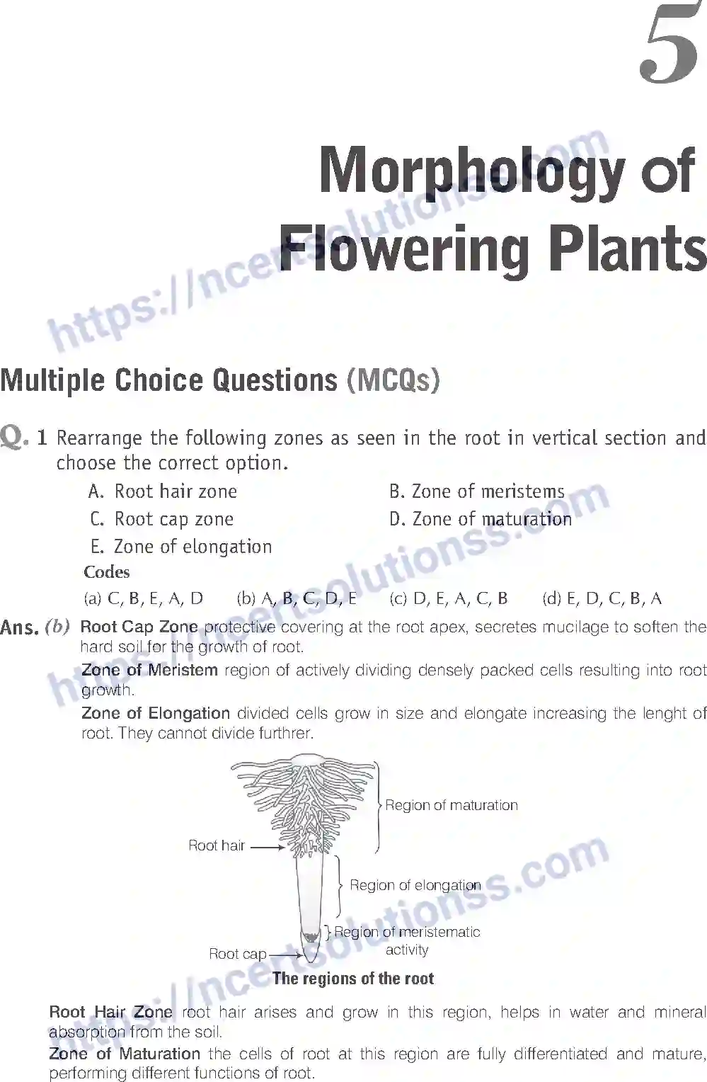NCERT-Exemplar-Solution-Class-11-Biology-Morphology-of-Flowering-Plants-81-page-1