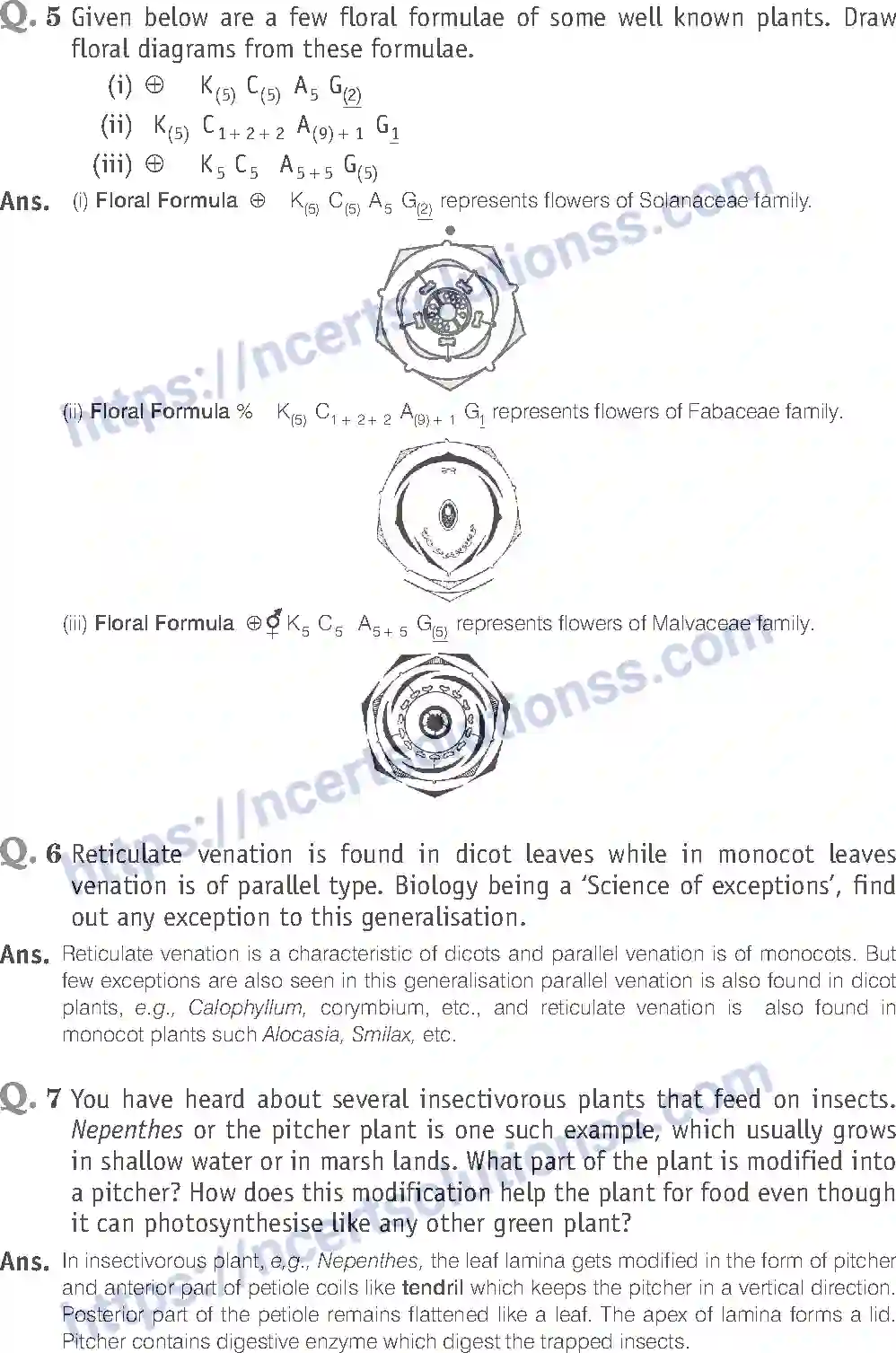 NCERT-Exemplar-Solution-Class-11-Biology-Morphology-of-Flowering-Plants-81-page-10