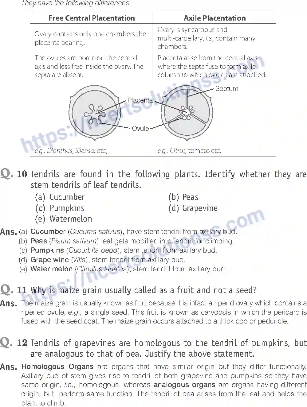 NCERT-Exemplar-Solution-Class-11-Biology-Morphology-of-Flowering-Plants-81-page-12