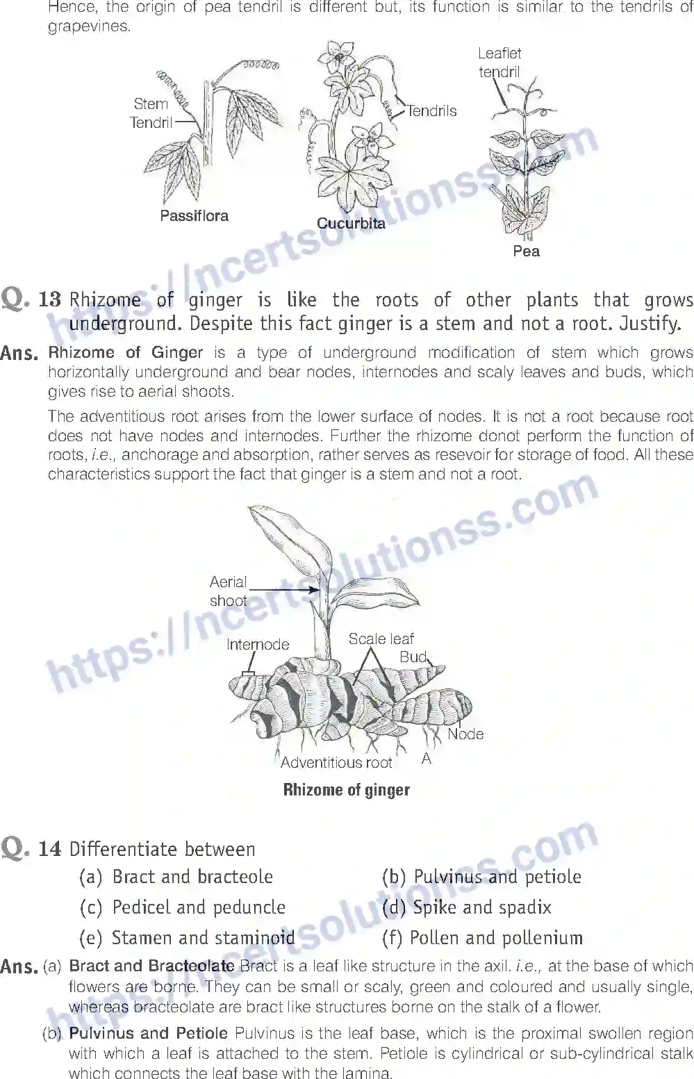 NCERT-Exemplar-Solution-Class-11-Biology-Morphology-of-Flowering-Plants-81-page-13