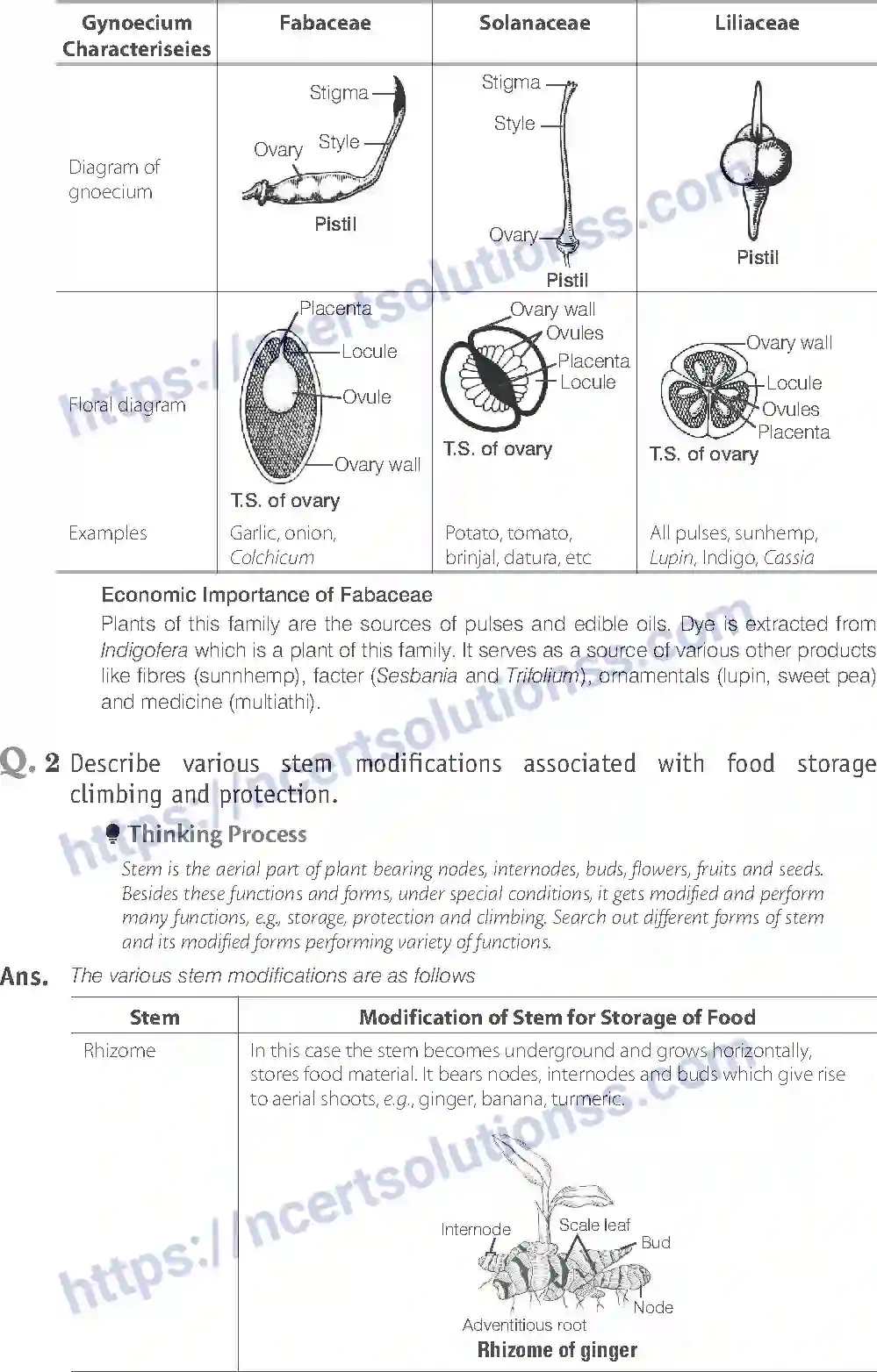 NCERT-Exemplar-Solution-Class-11-Biology-Morphology-of-Flowering-Plants-81-page-15