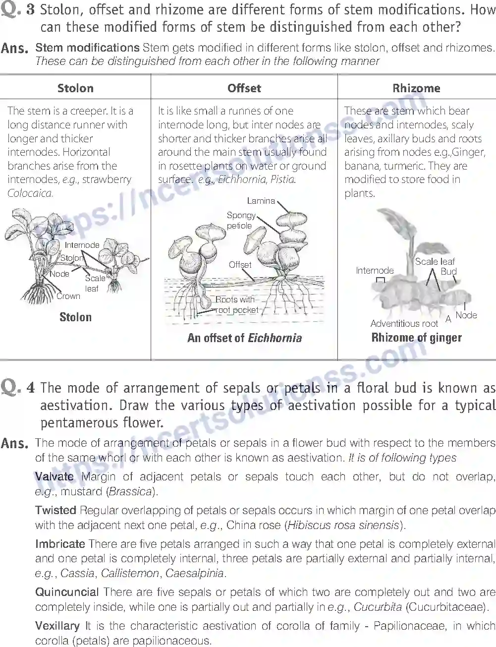 NCERT-Exemplar-Solution-Class-11-Biology-Morphology-of-Flowering-Plants-81-page-17