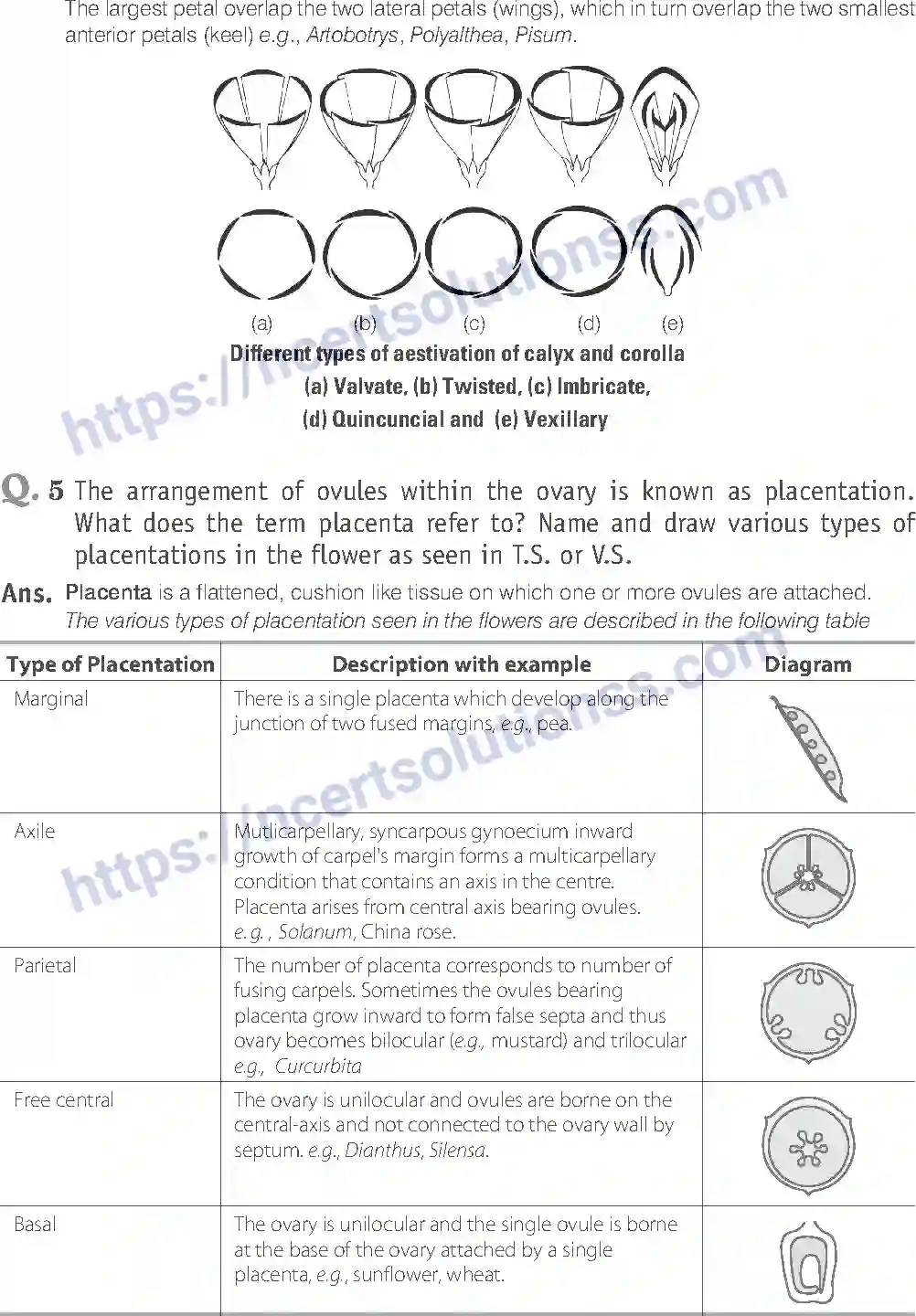 NCERT-Exemplar-Solution-Class-11-Biology-Morphology-of-Flowering-Plants-81-page-18
