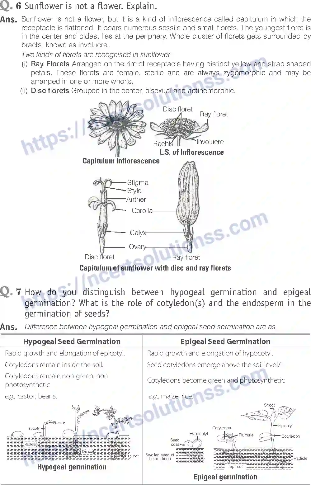 NCERT-Exemplar-Solution-Class-11-Biology-Morphology-of-Flowering-Plants-81-page-19
