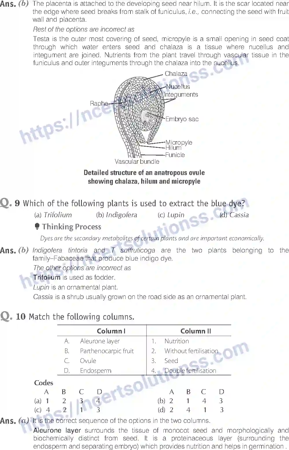 NCERT-Exemplar-Solution-Class-11-Biology-Morphology-of-Flowering-Plants-81-page-4