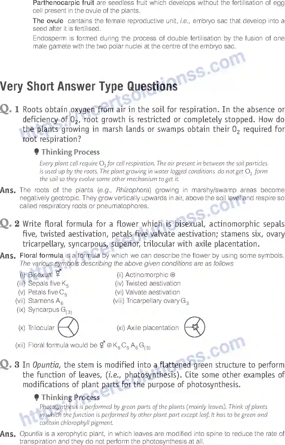 NCERT-Exemplar-Solution-Class-11-Biology-Morphology-of-Flowering-Plants-81-page-5