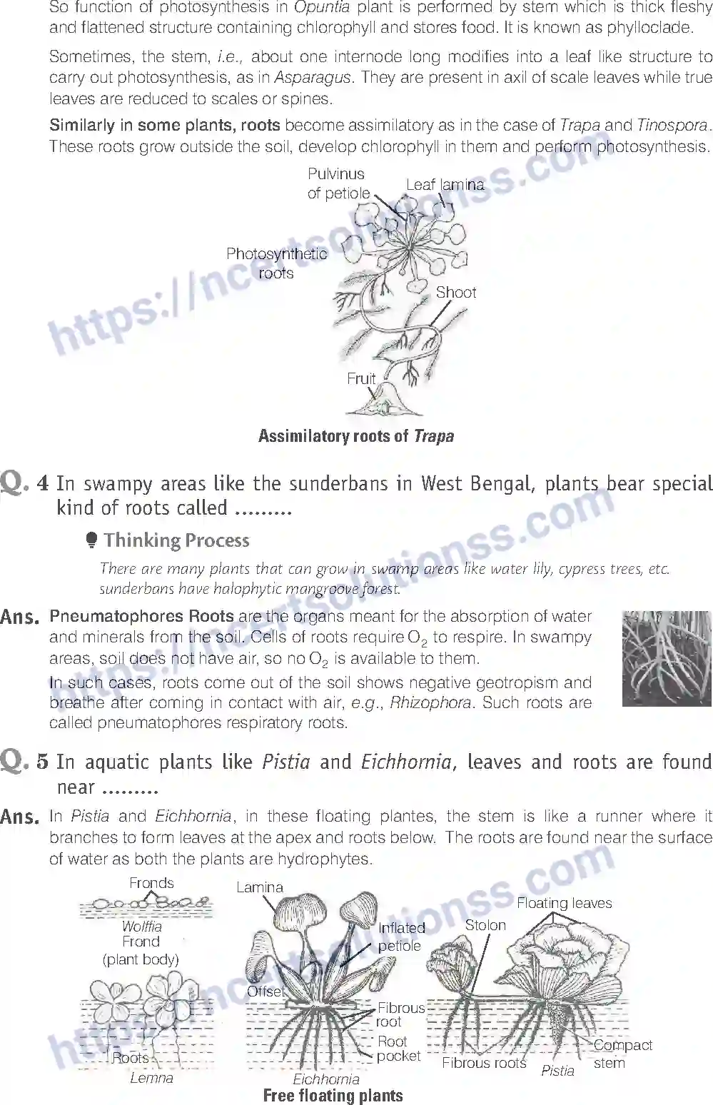 NCERT-Exemplar-Solution-Class-11-Biology-Morphology-of-Flowering-Plants-81-page-6
