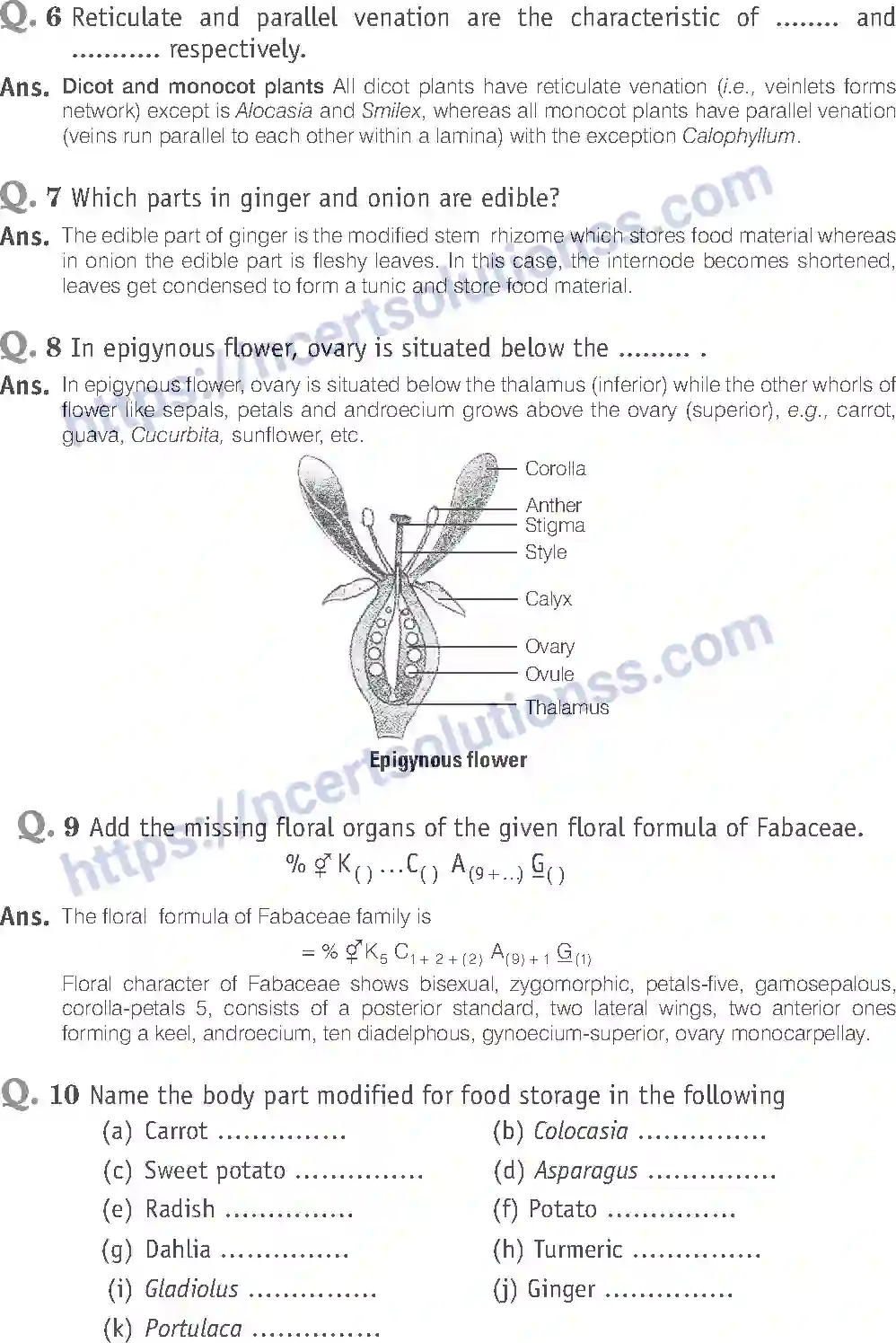 NCERT-Exemplar-Solution-Class-11-Biology-Morphology-of-Flowering-Plants-81-page-7