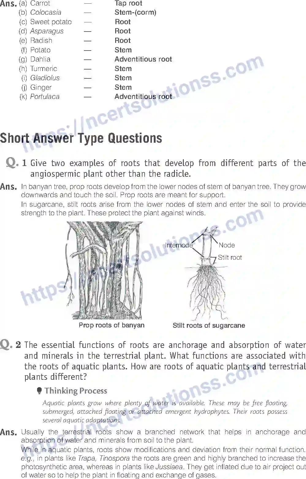 NCERT-Exemplar-Solution-Class-11-Biology-Morphology-of-Flowering-Plants-81-page-8
