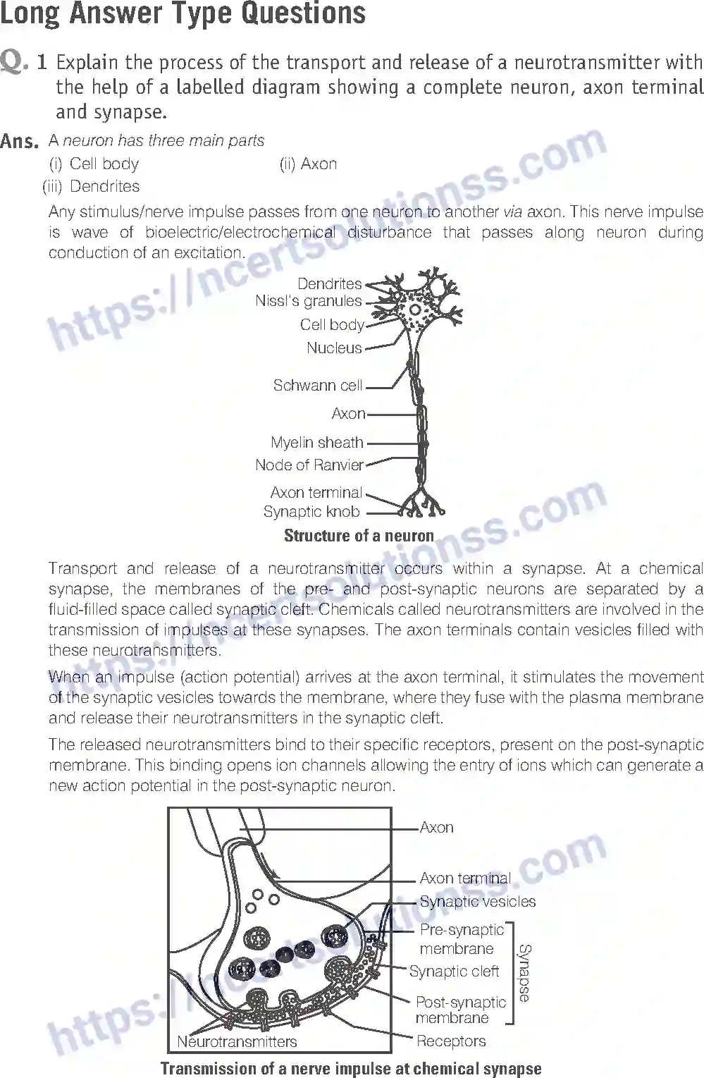 NCERT-Exemplar-Solution-Class-11-Biology-Neural-Control-And-Coordination-97-page-11